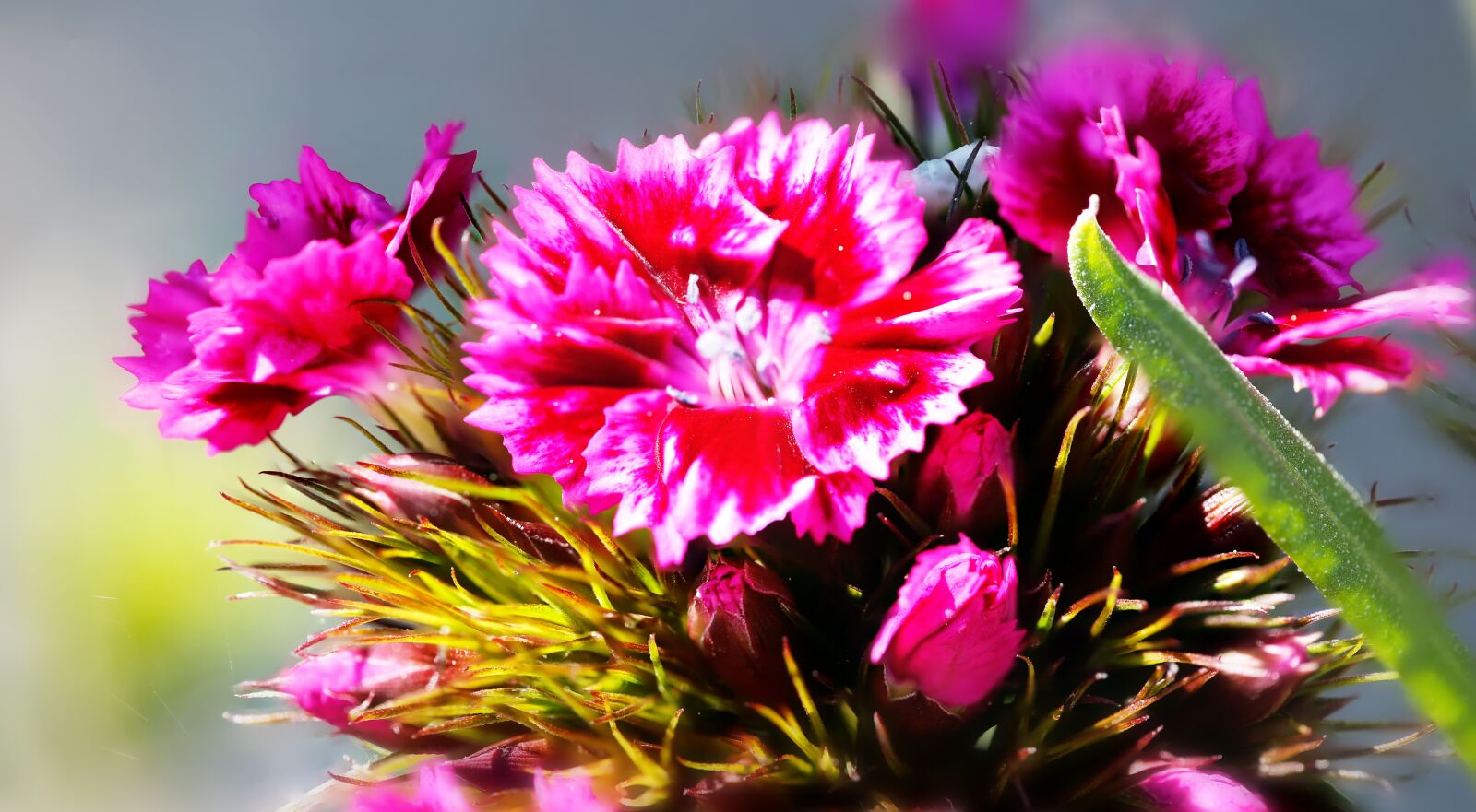 Canon EF 100mm F2.8L Macro IS USM sample photo. Flower, blossom, bloom photography