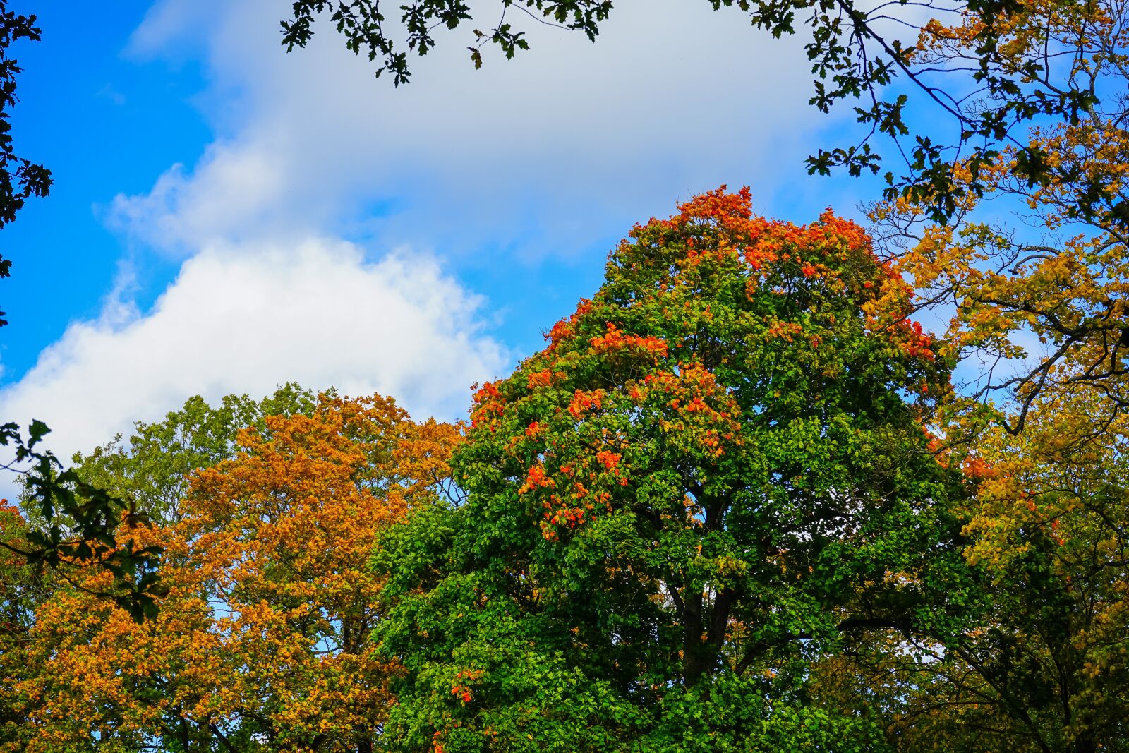 Sony a7 II + Sony FE 28-70mm F3.5-5.6 OSS sample photo. Forest, autumn, trees photography