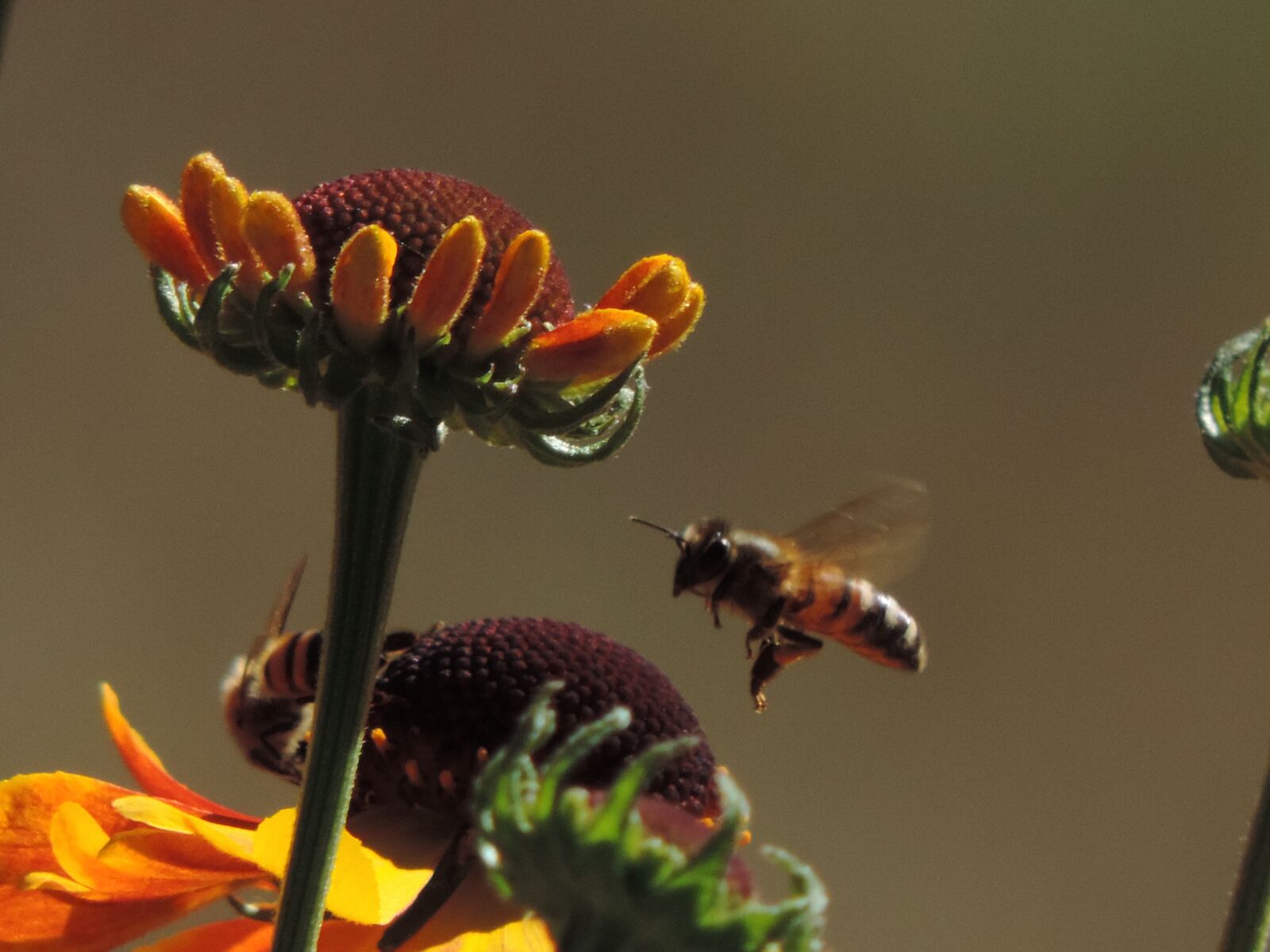 Nikon Coolpix P520 sample photo. Sneezeweed, orange, flowers photography