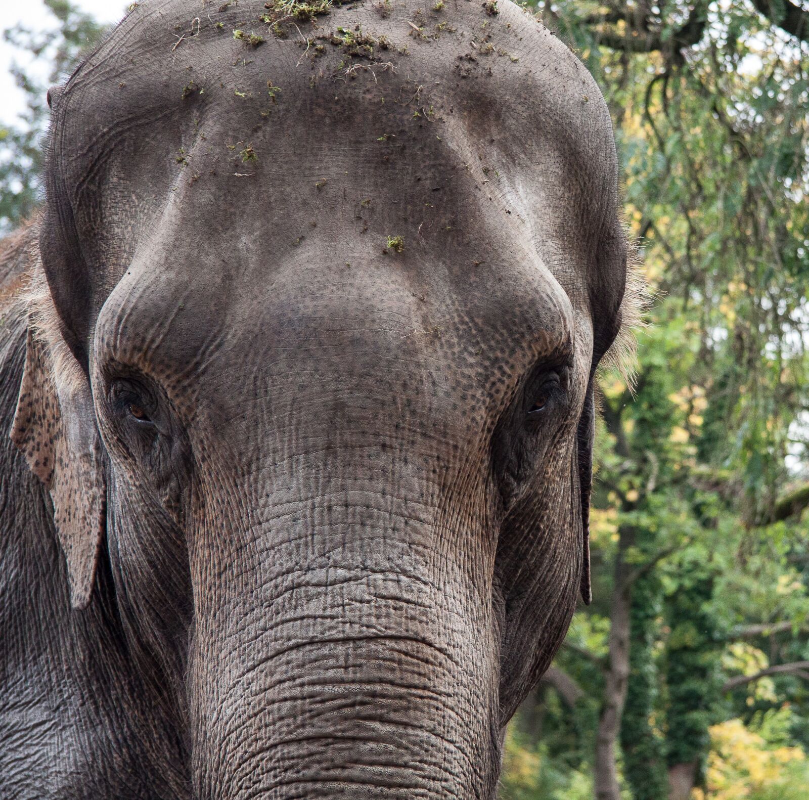 Canon EF-S 17-85mm F4-5.6 IS USM sample photo. Elephant, animal, portrait photography