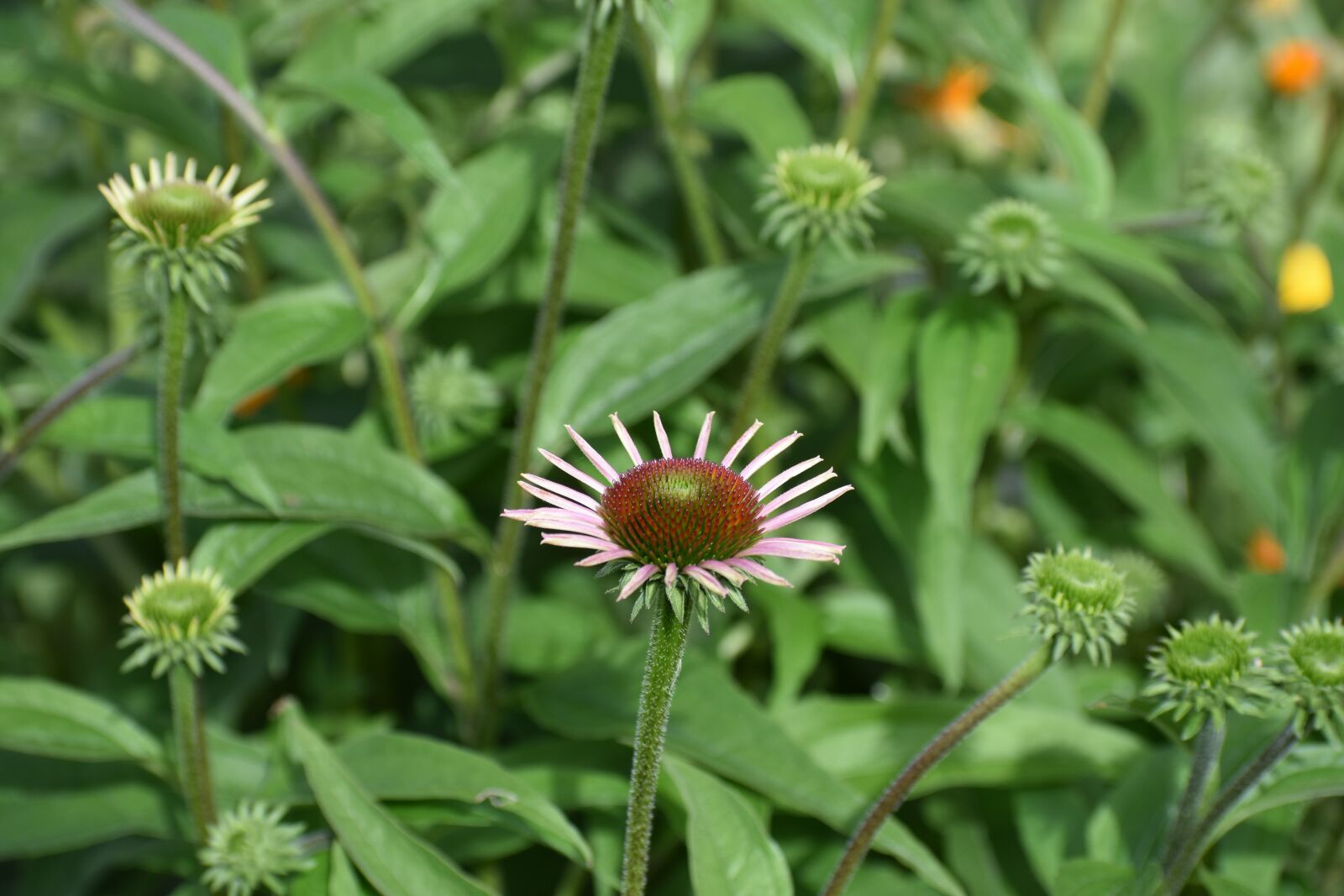 Nikon D3400 sample photo. Echinacea, purple, young photography