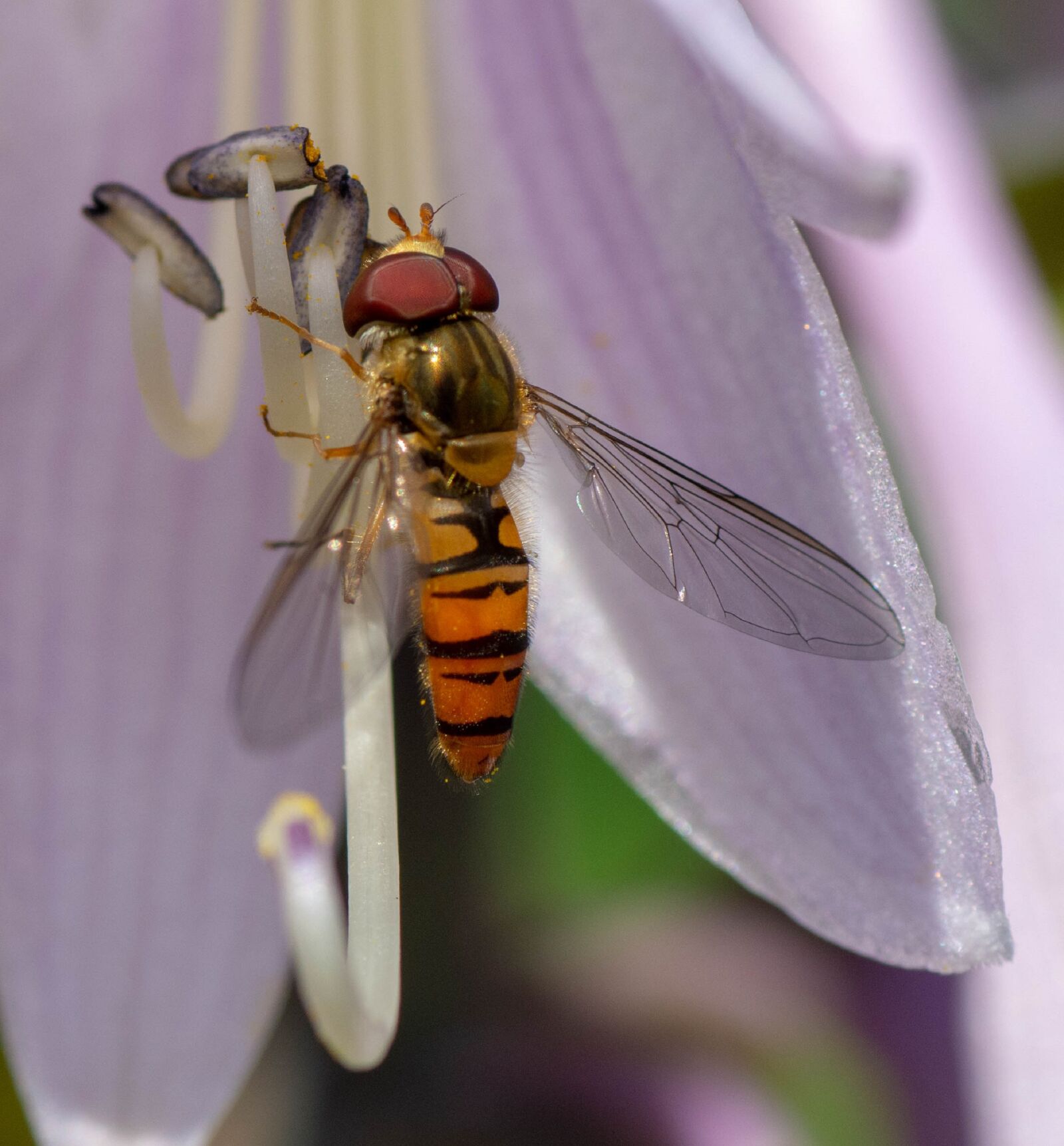 Nikon D7100 sample photo. Macro, flower, insect photography