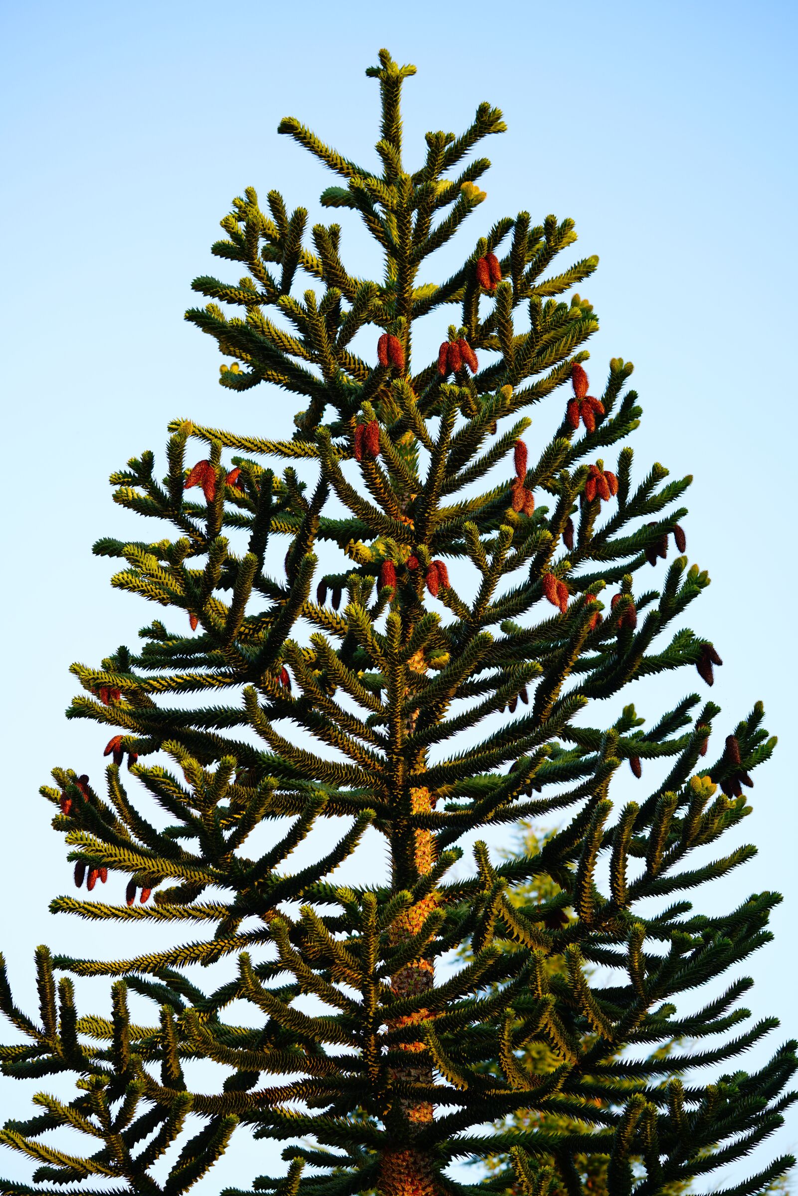 Sony a7R II + Sony FE 90mm F2.8 Macro G OSS sample photo. Araucana, tree, araucaria photography