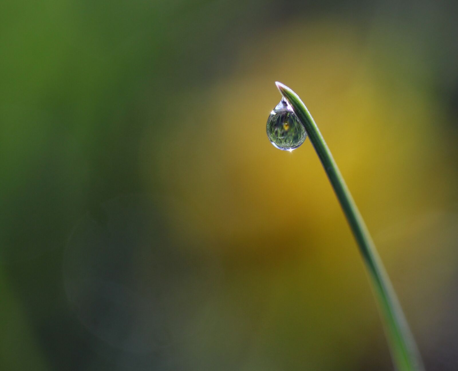 Canon EF-S 60mm F2.8 Macro USM sample photo. Grass, dew, green photography