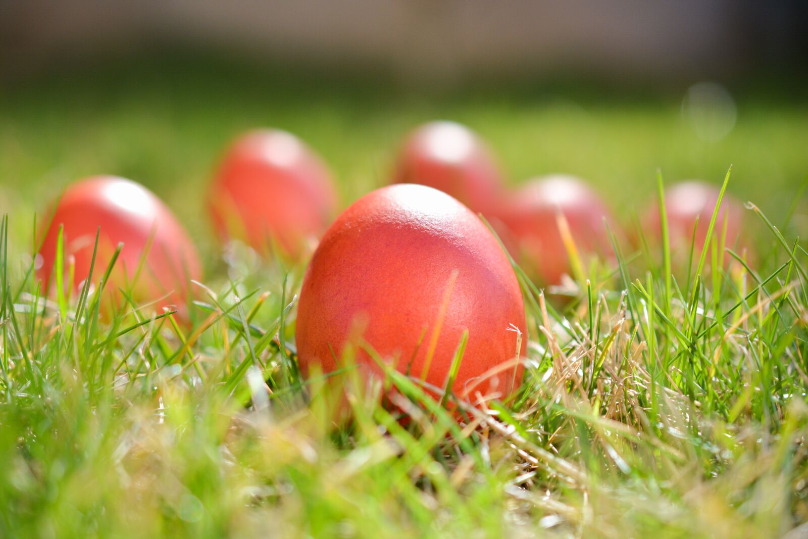 Nikon D5200 sample photo. Easter, eggs, colors photography