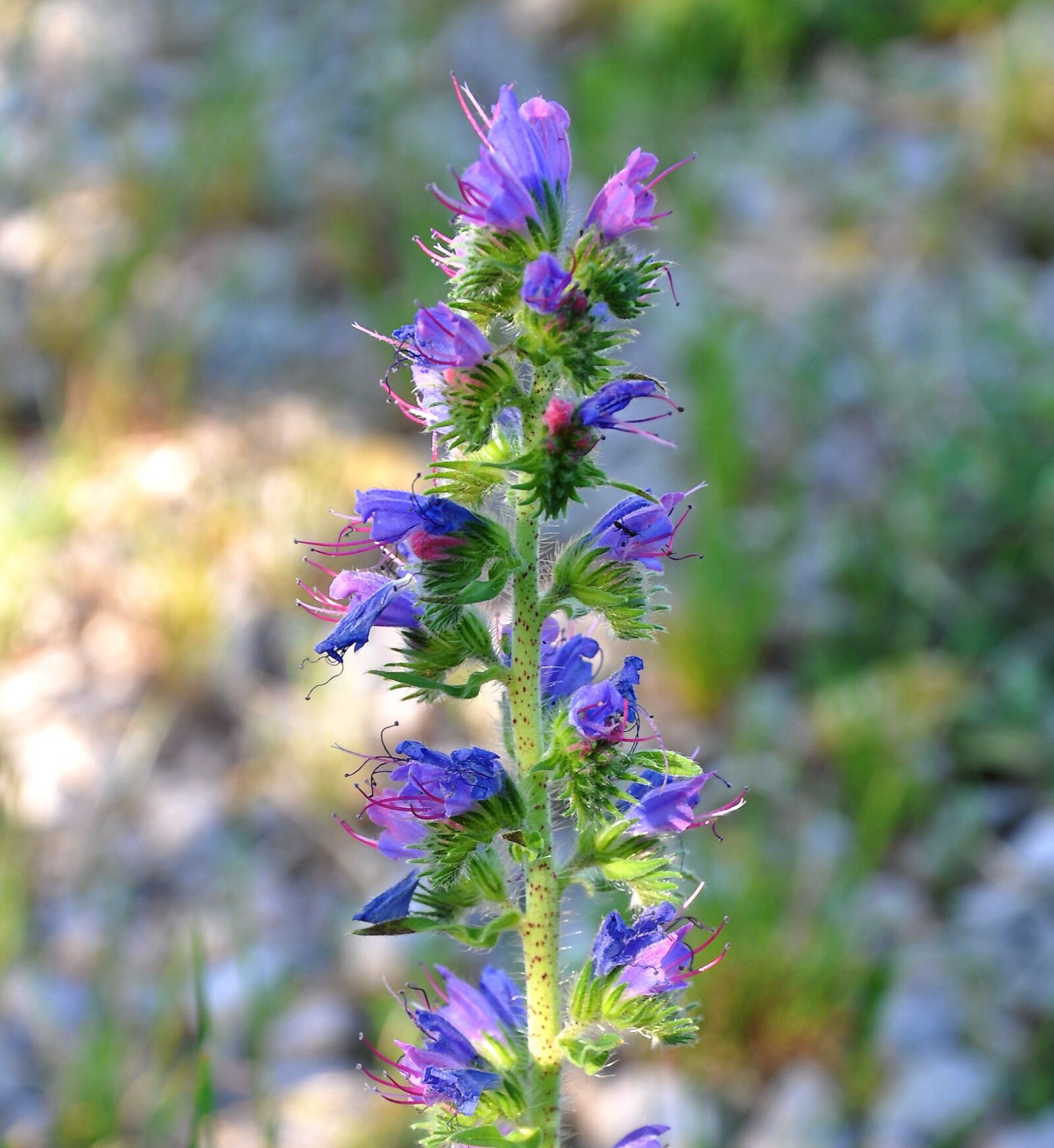 Nikon D90 sample photo. Echium vulgare, spring flowers photography