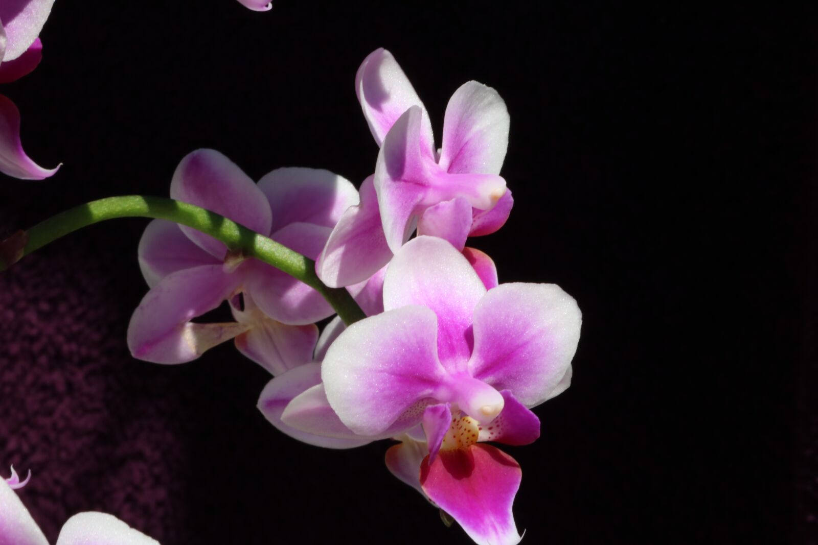 Canon EOS 750D (EOS Rebel T6i / EOS Kiss X8i) sample photo. Orchid, flower, blossom photography