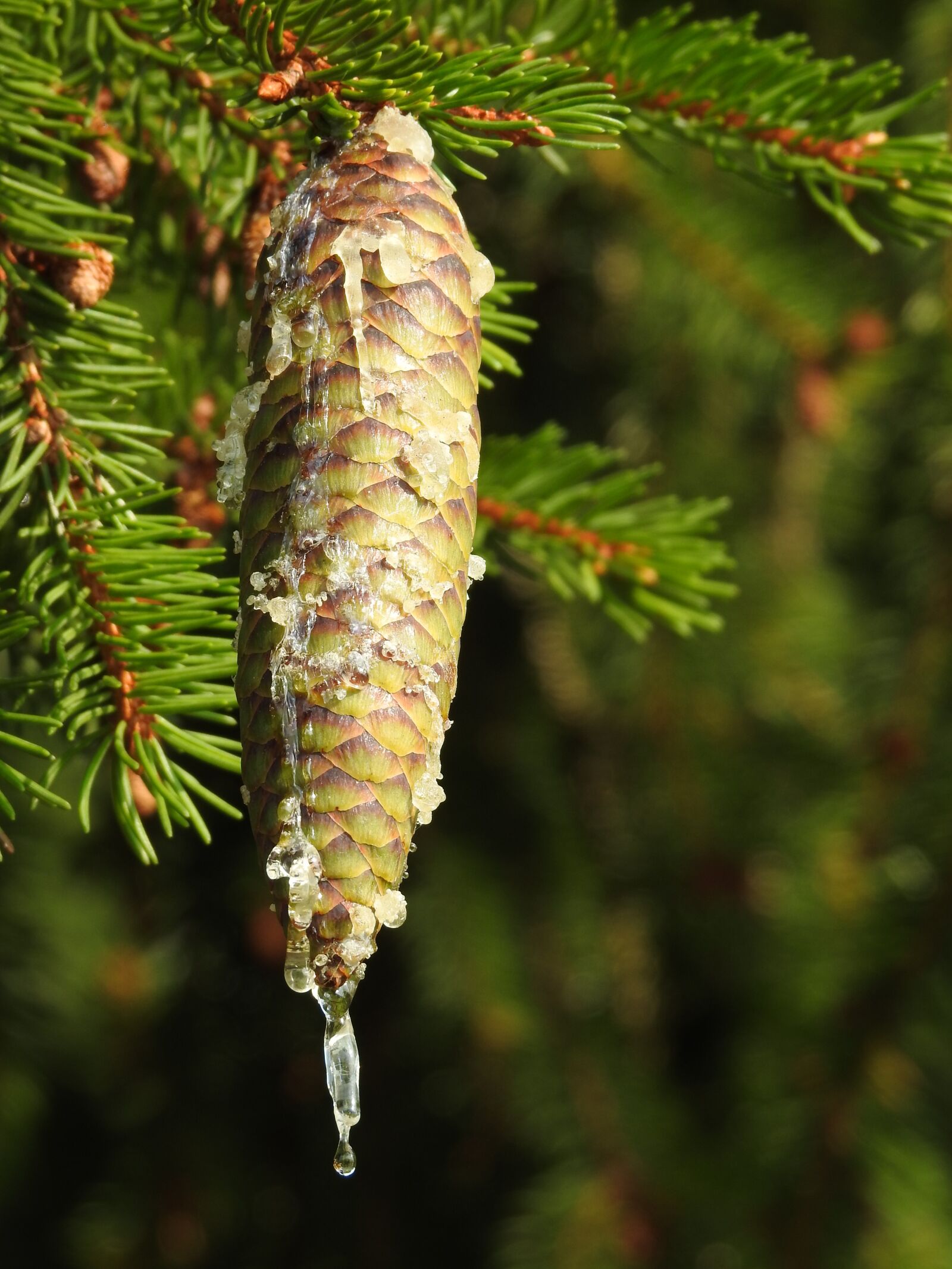 Nikon Coolpix P900 sample photo. Tap, resin, spruce photography