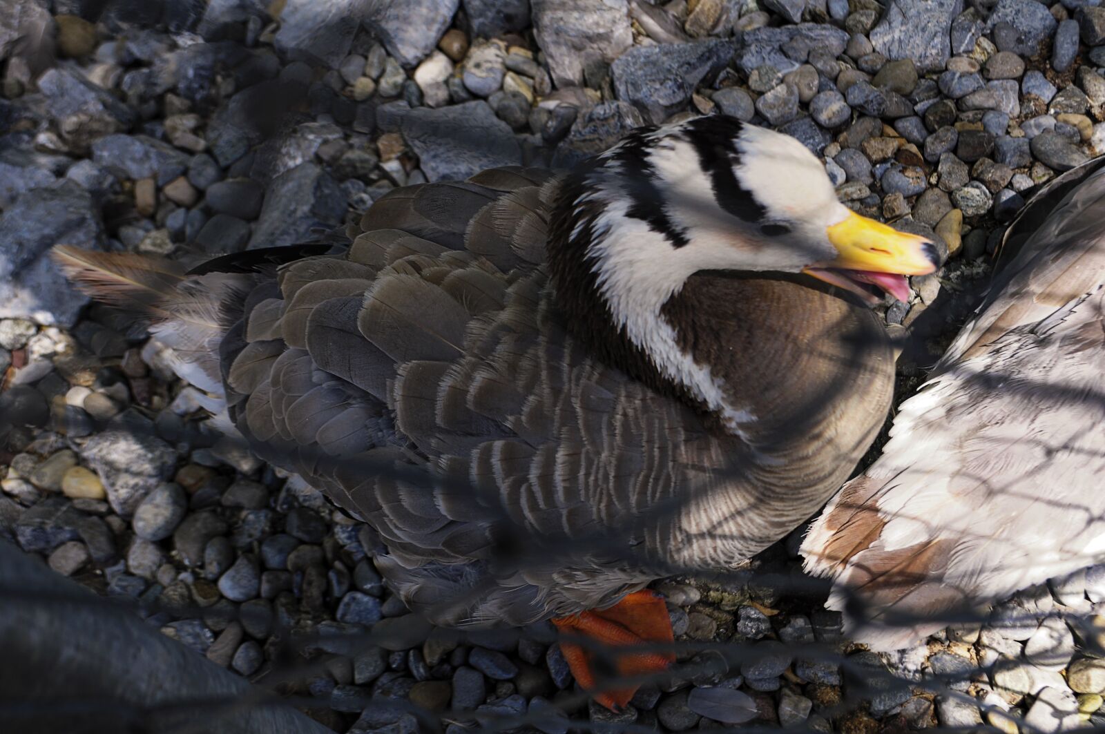 Nikon D90 sample photo. Duck, animal, bird photography