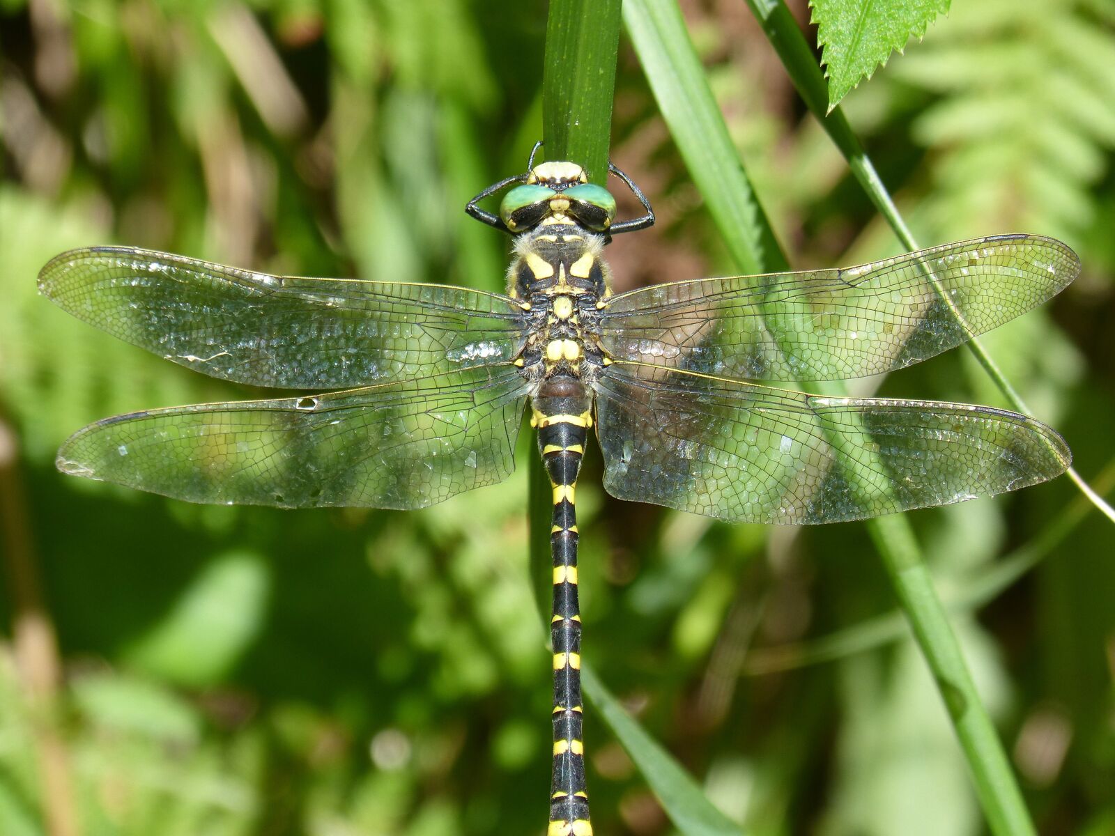 Panasonic DMC-FZ62 sample photo. Dragonfly, dragonfly tiger, cordulegaster photography