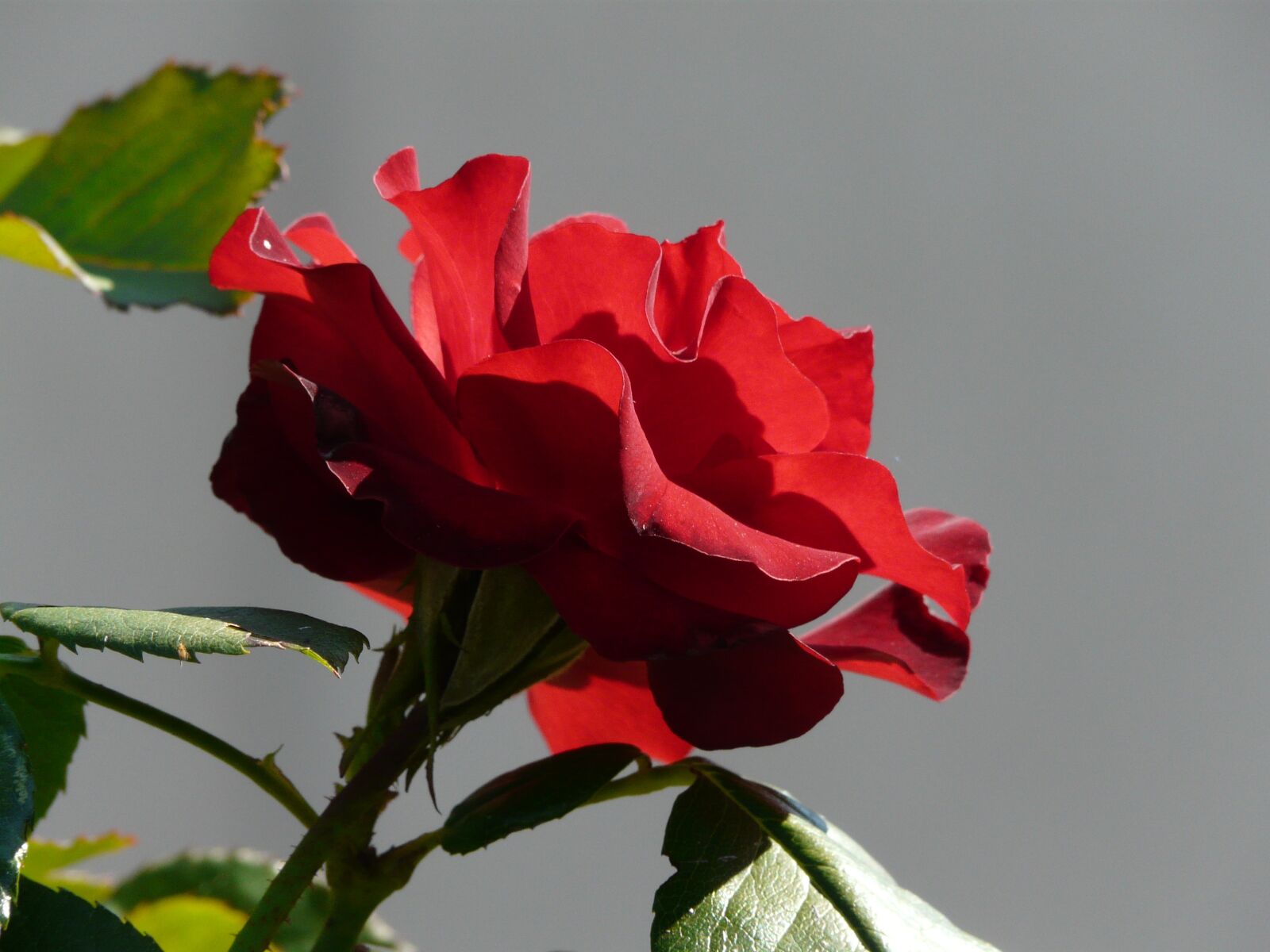 Panasonic DMC-FZ18 sample photo. Rose, red, beauty photography