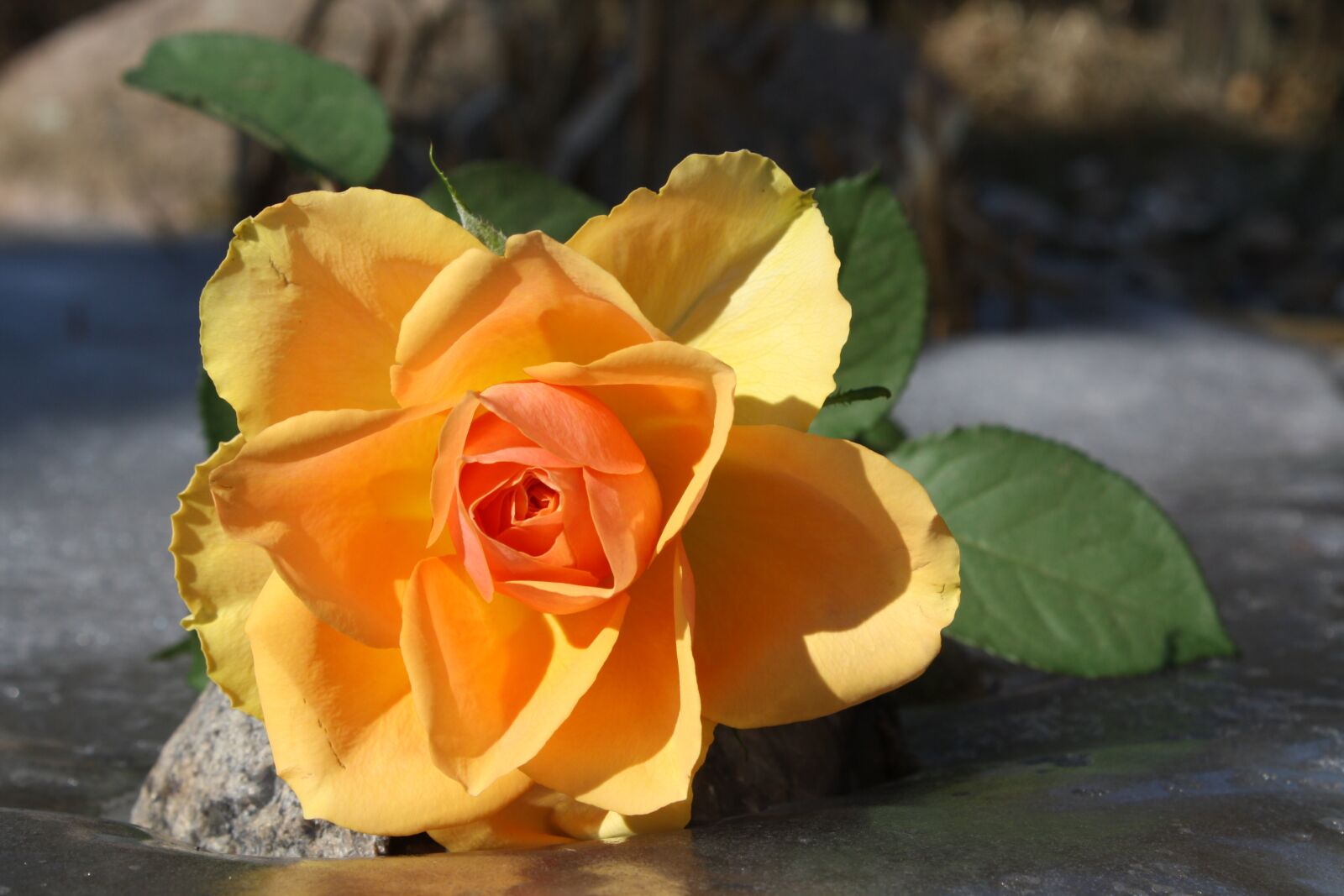 Canon EOS 1000D (EOS Digital Rebel XS / EOS Kiss F) sample photo. Flower, plant, rose photography