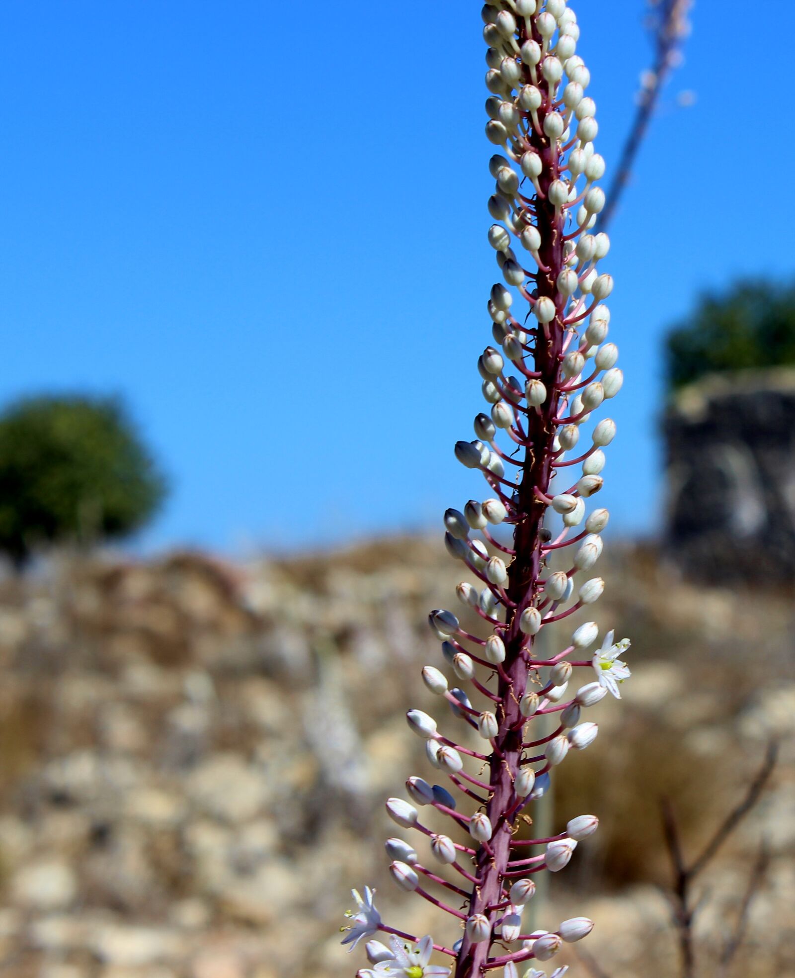 Canon EOS 600D (Rebel EOS T3i / EOS Kiss X5) sample photo. White bloom on the photography