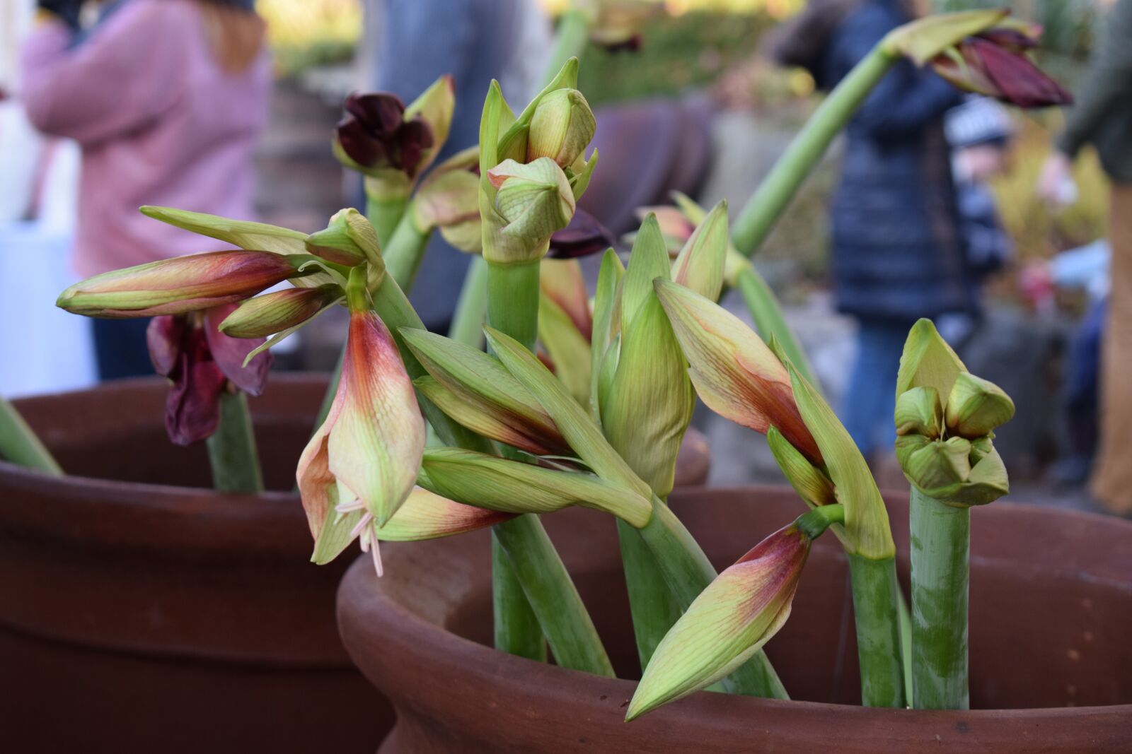 Nikon D3300 sample photo. Amaryllis, christmas, merry christmas photography