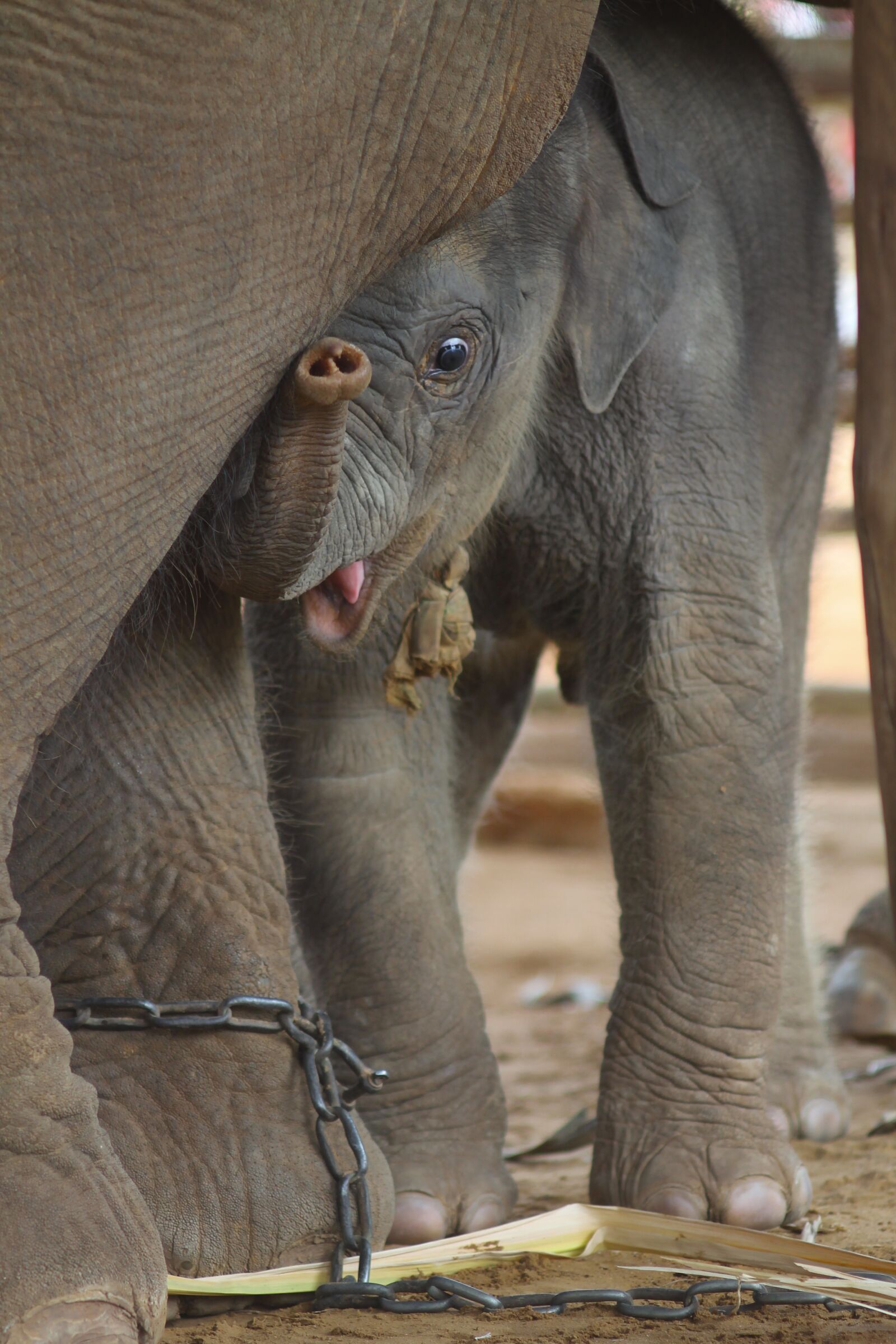 Canon EOS 1100D (EOS Rebel T3 / EOS Kiss X50) sample photo. Elephant, nature, the environment photography