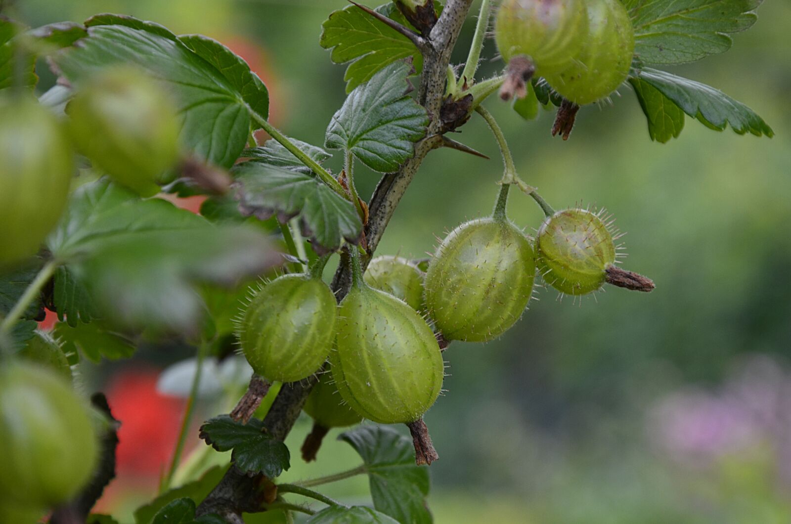 Nikon D7000 sample photo. Gooseberry, fruit, green photography