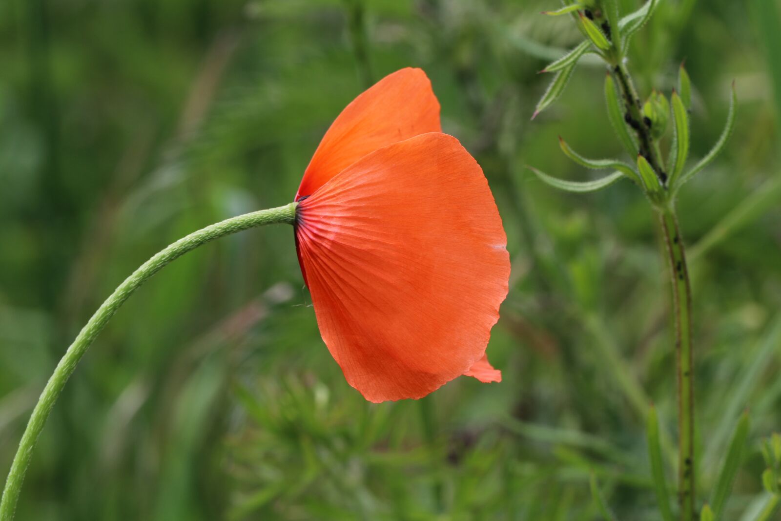 Canon EOS 70D + Canon EF 100mm F2.8L Macro IS USM sample photo. Poppy, spring, flowers photography