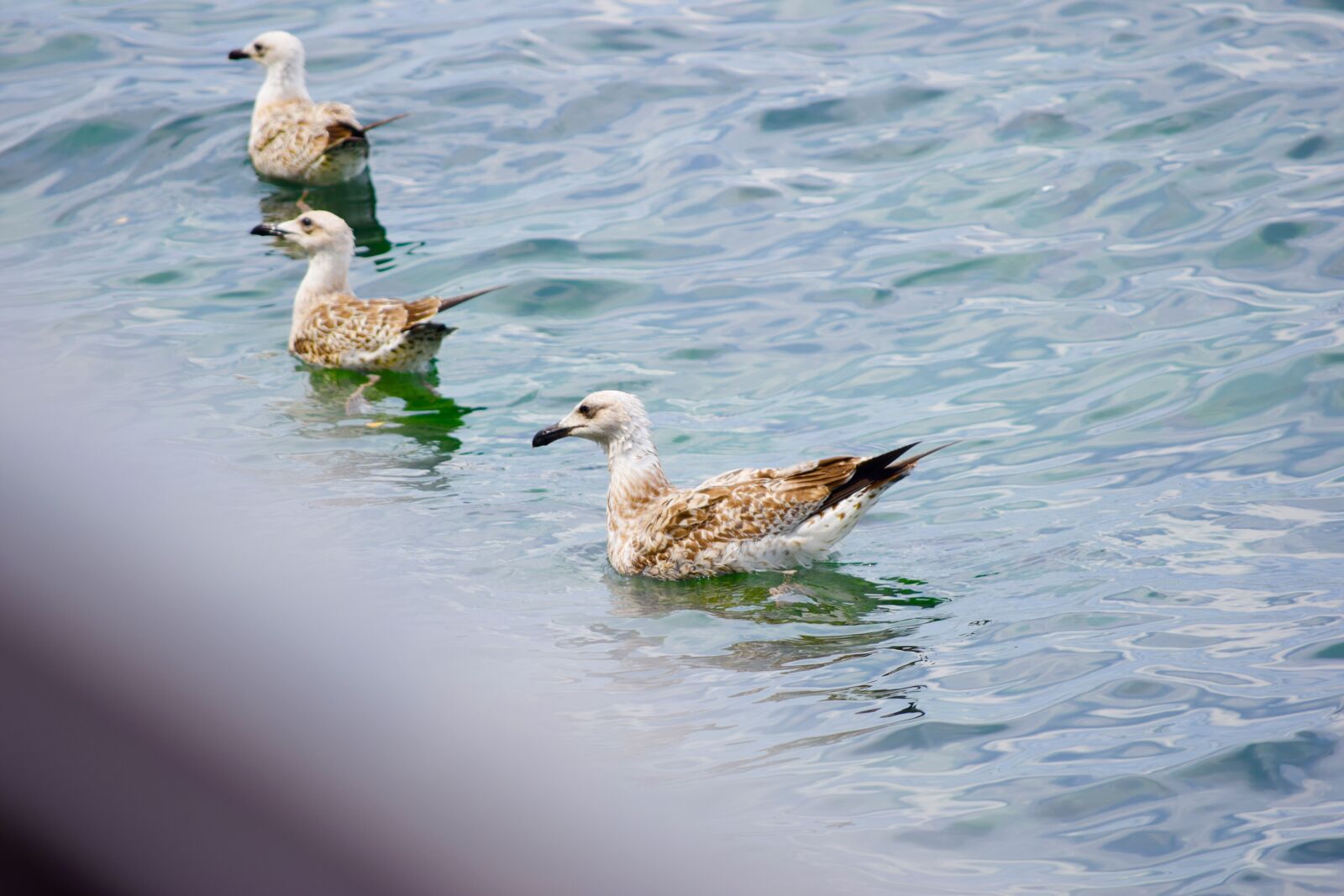 Nikon D5300 sample photo. Seagulls photography