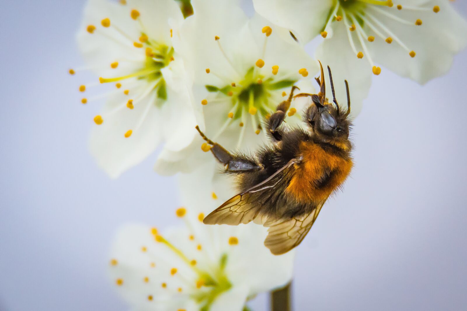 Nikon D7200 sample photo. Blossom, bloom, hummel photography