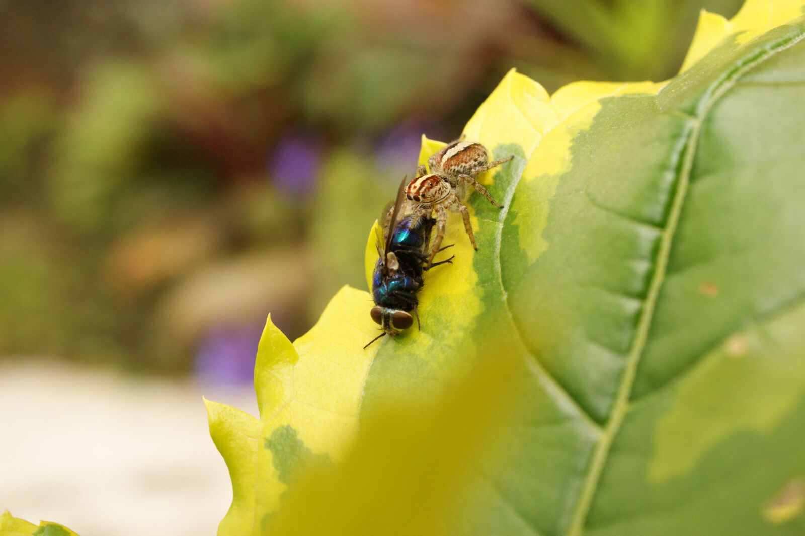 Sony Alpha DSLR-A390 sample photo. Images, area, kettle photography