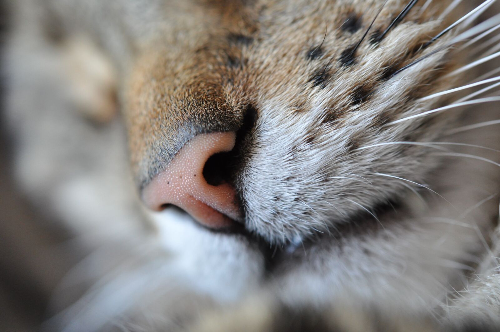 Nikon D90 sample photo. Cat, feline, nose photography