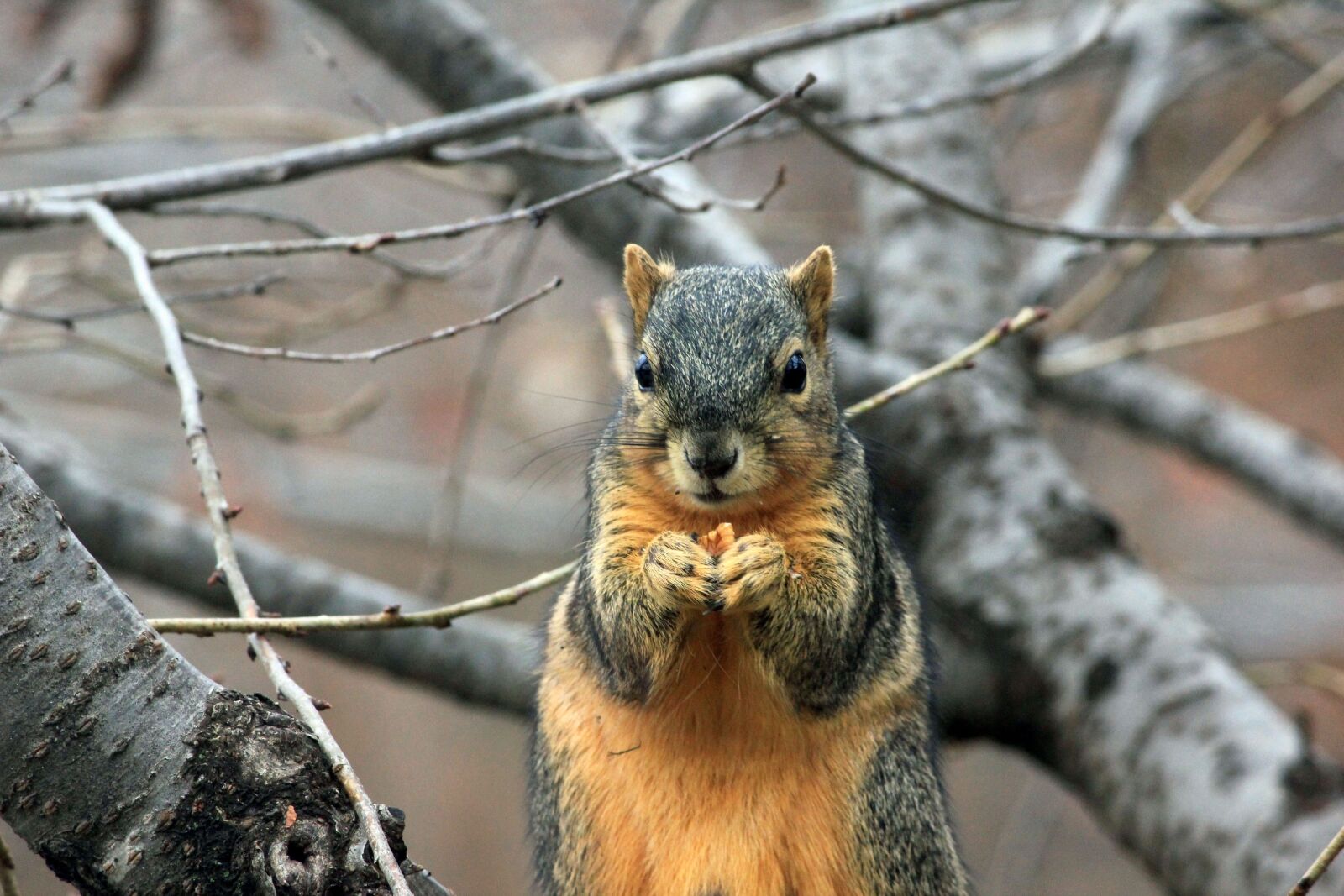Canon EOS 550D (EOS Rebel T2i / EOS Kiss X4) sample photo. Animal, nature, nuts, squirrel photography