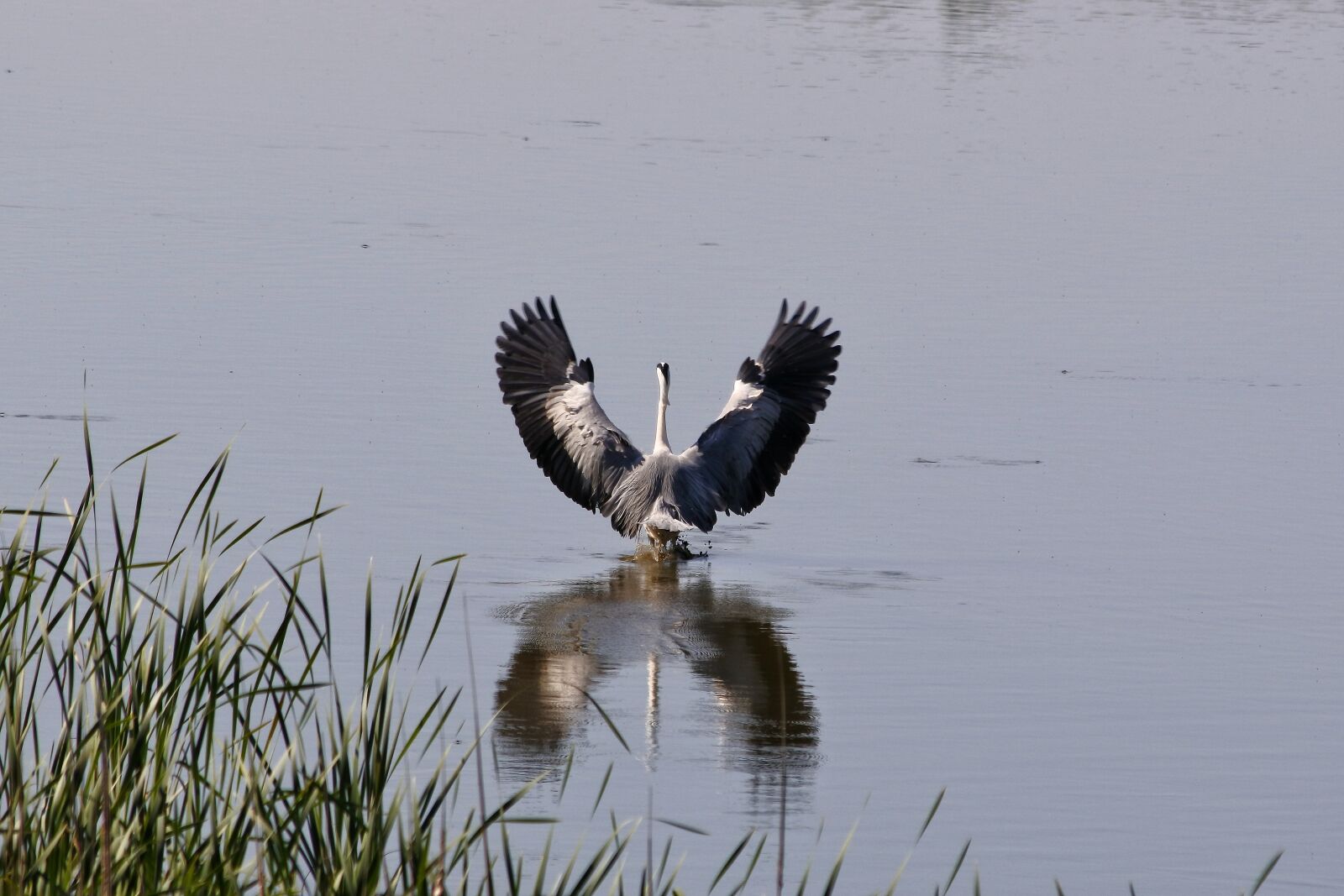 Nikon 1 J5 + VR 55-200mm f/4-5.6G sample photo. Animal, river, waterside photography