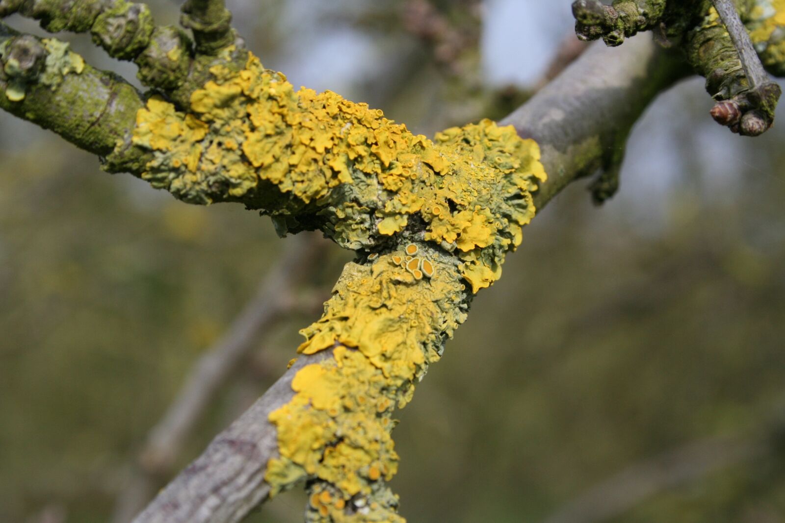 Canon EOS 350D (EOS Digital Rebel XT / EOS Kiss Digital N) sample photo. Lichen, nature, tree photography