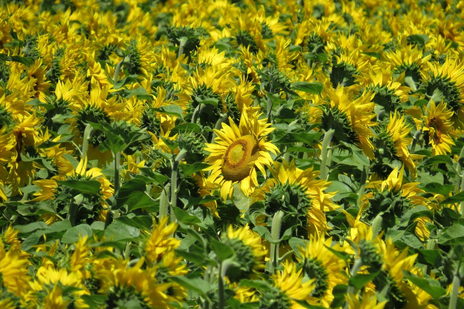 Canon PowerShot SX50 HS sample photo. Sunflower field, sunflower, bright photography