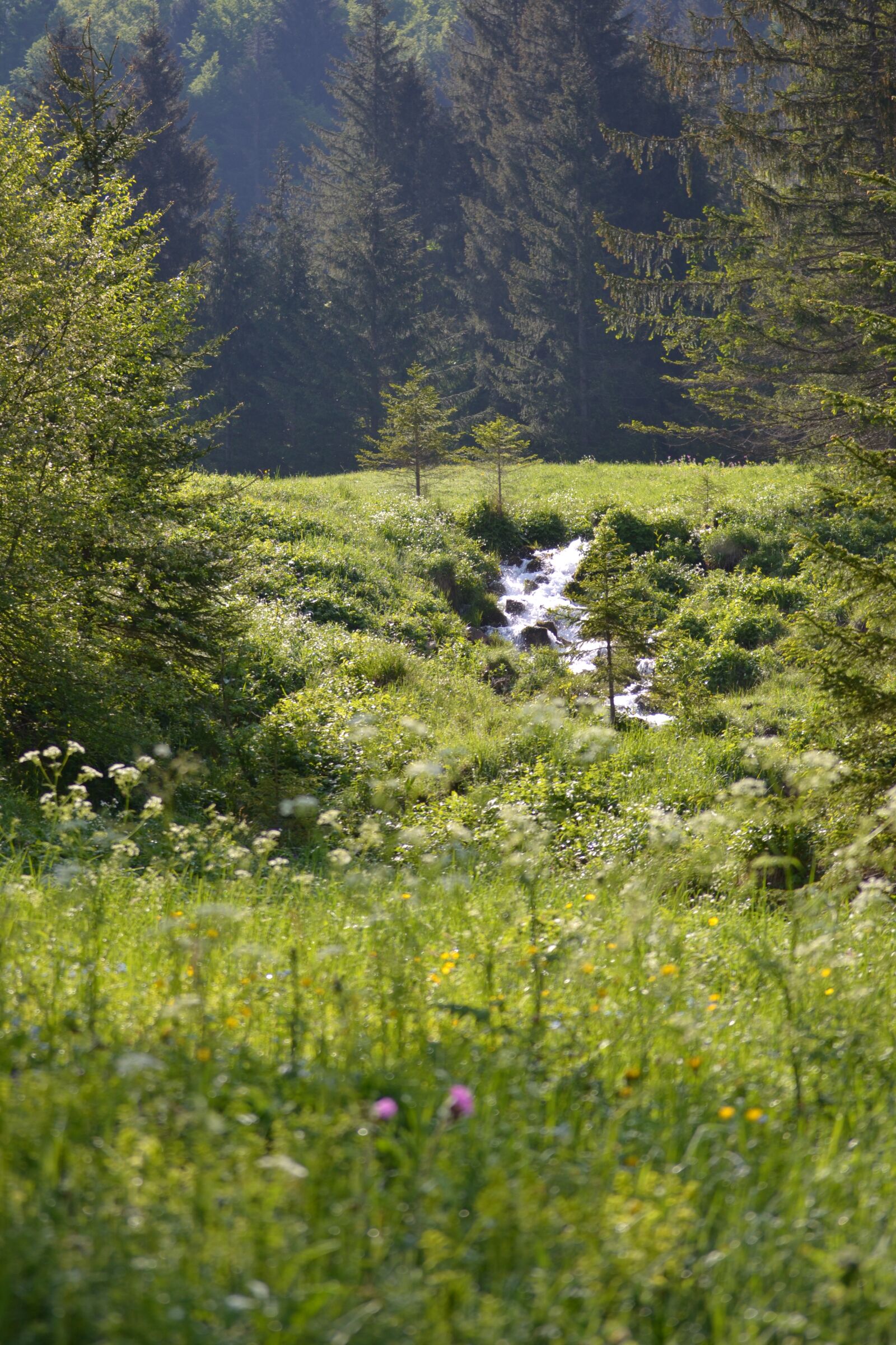 Nikon D3100 sample photo. Prairie, creek, mountain photography