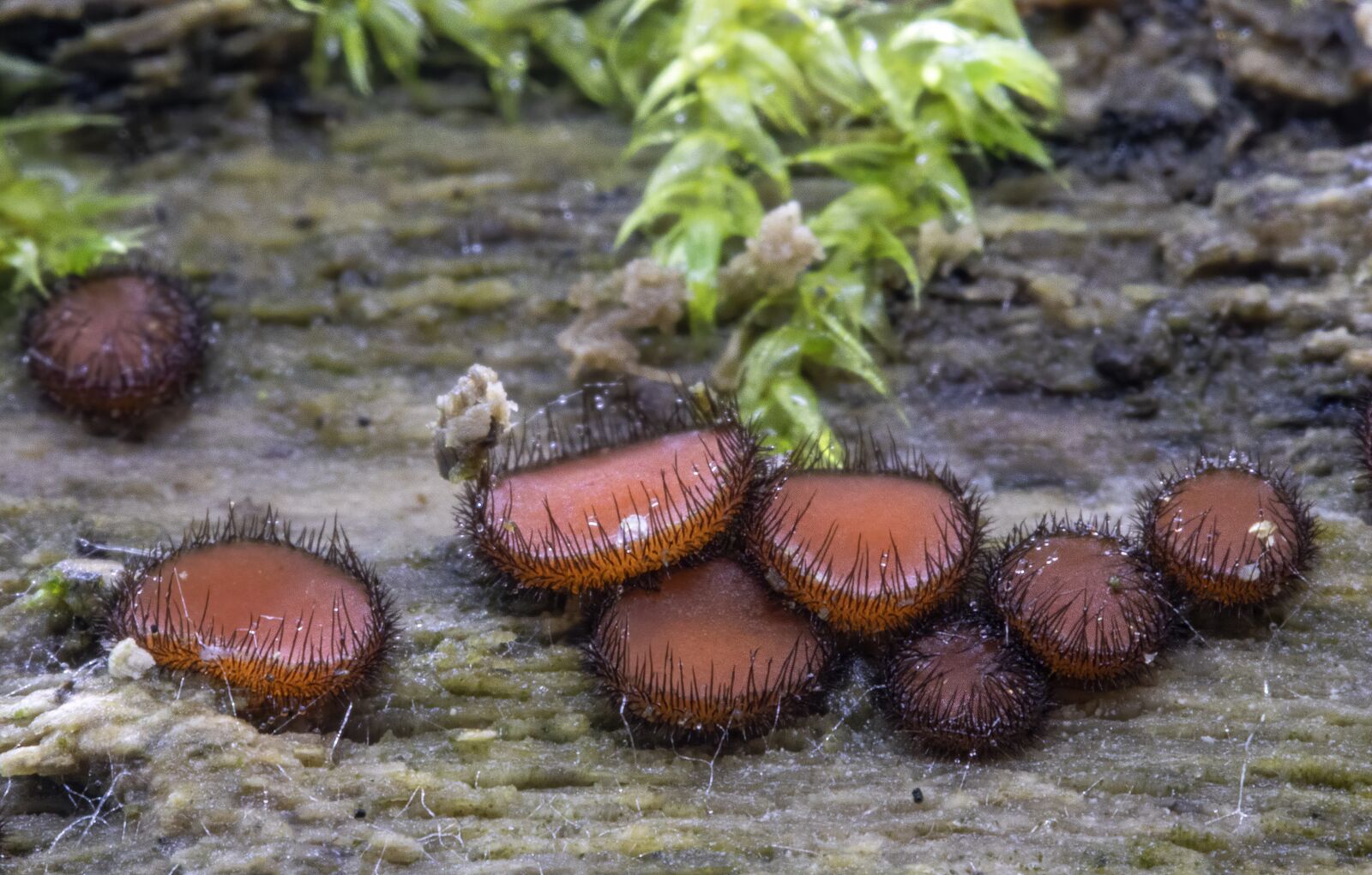 Canon EOS 800D (EOS Rebel T7i / EOS Kiss X9i) sample photo. Eyelash-fungi, fungus, orange photography
