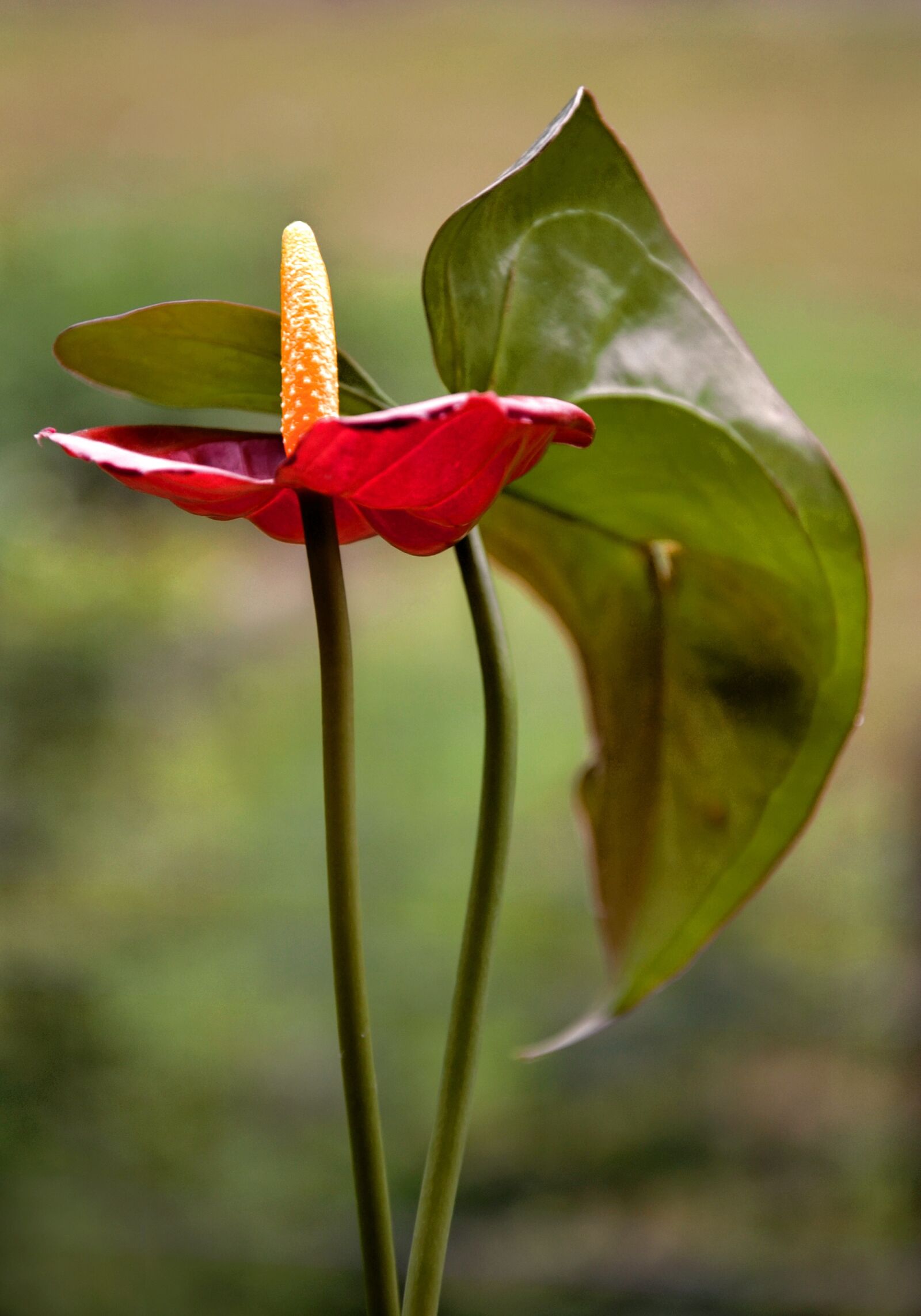 Nikon D7000 sample photo. Flower, red, anthurium photography