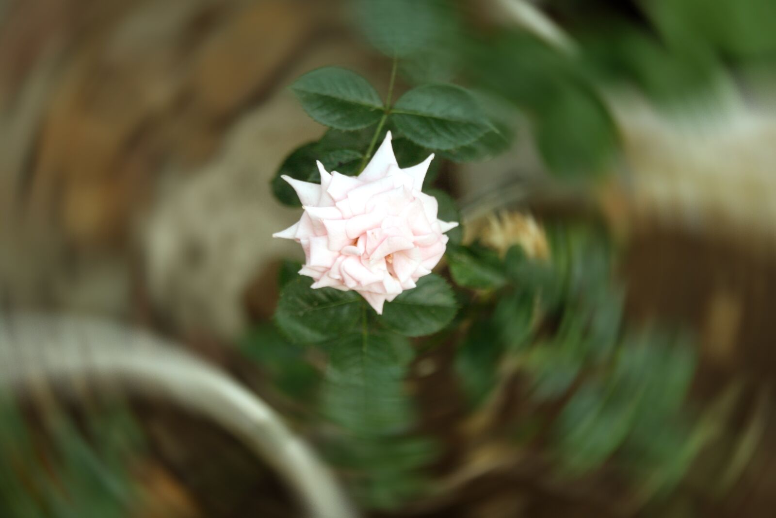 Canon EOS 40D sample photo. Rose, nature, pink photography