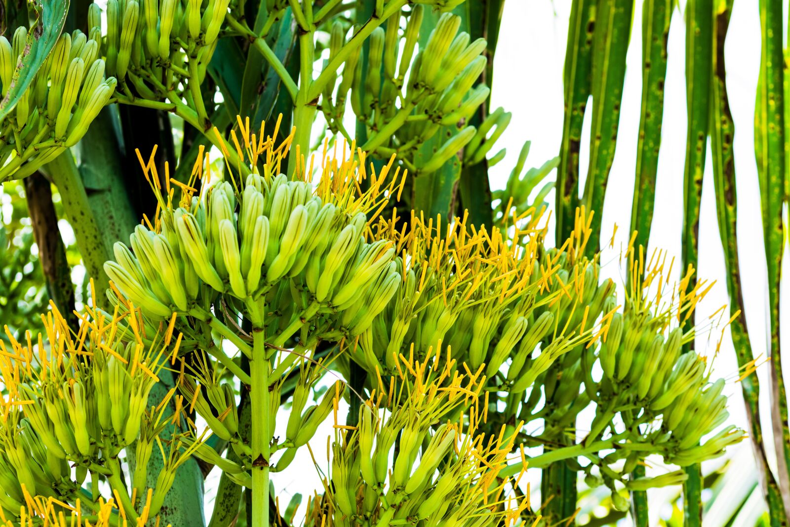 Nikon D5200 sample photo. Agave flower, agave, inflorescence photography