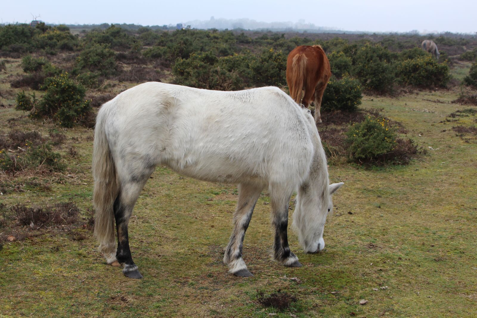 Canon EOS 700D (EOS Rebel T5i / EOS Kiss X7i) sample photo. Ponies, grazing, new forest photography