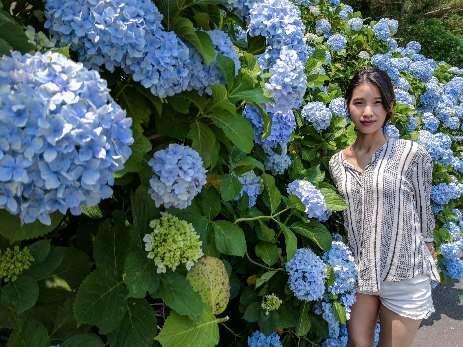 Google Pixel sample photo. Hydrangea, jeju, women's photography