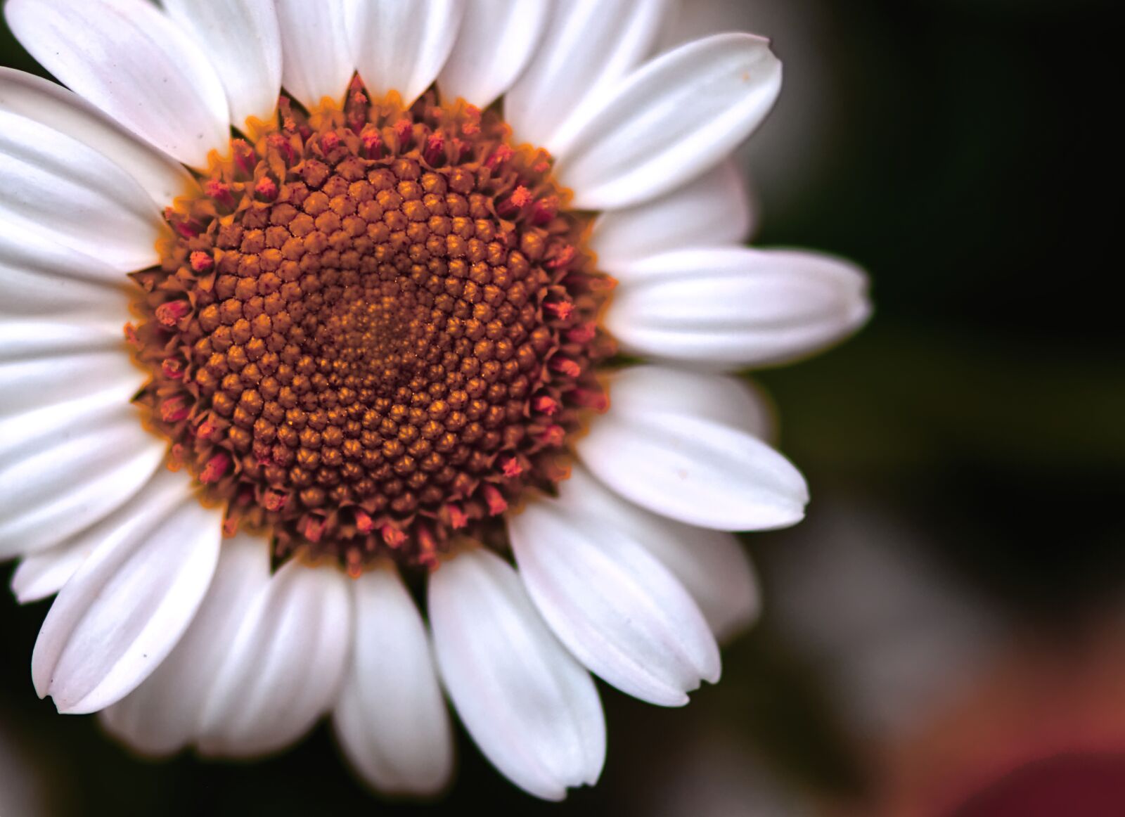 Nikon D7200 sample photo. Daisies, white, flower photography