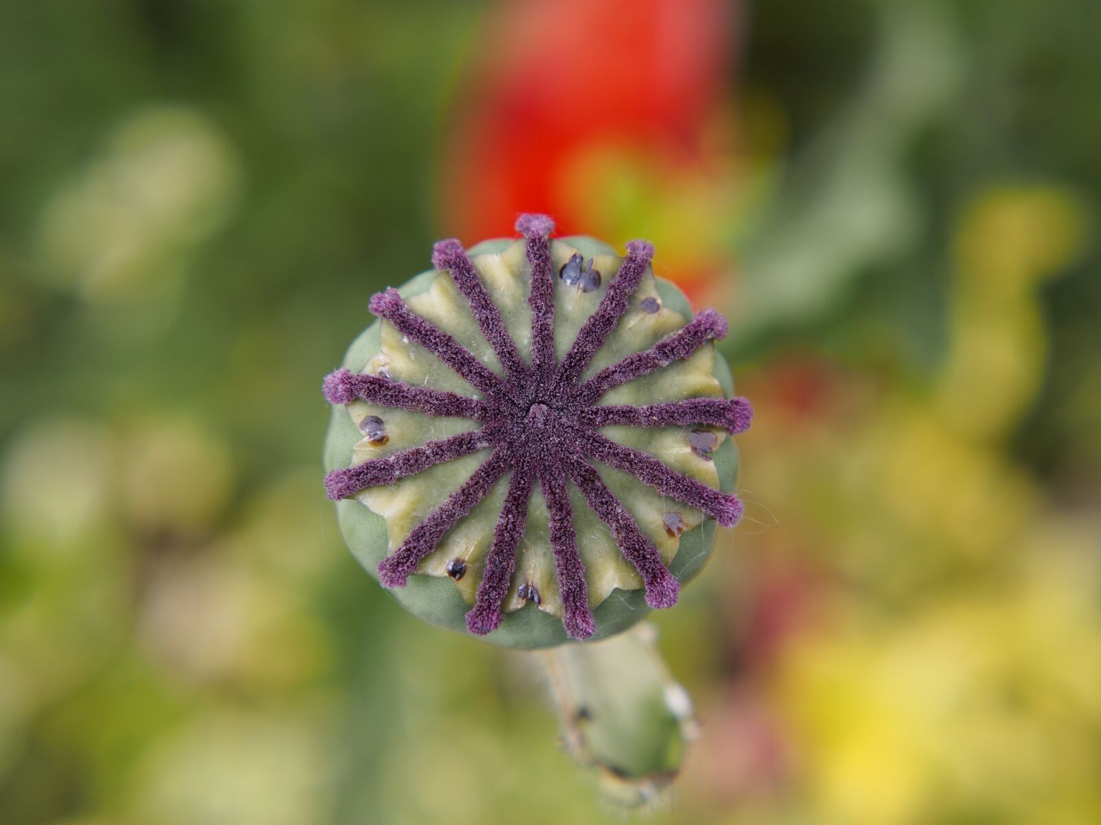 Olympus PEN E-PL6 sample photo. Flower, purple, bloom photography