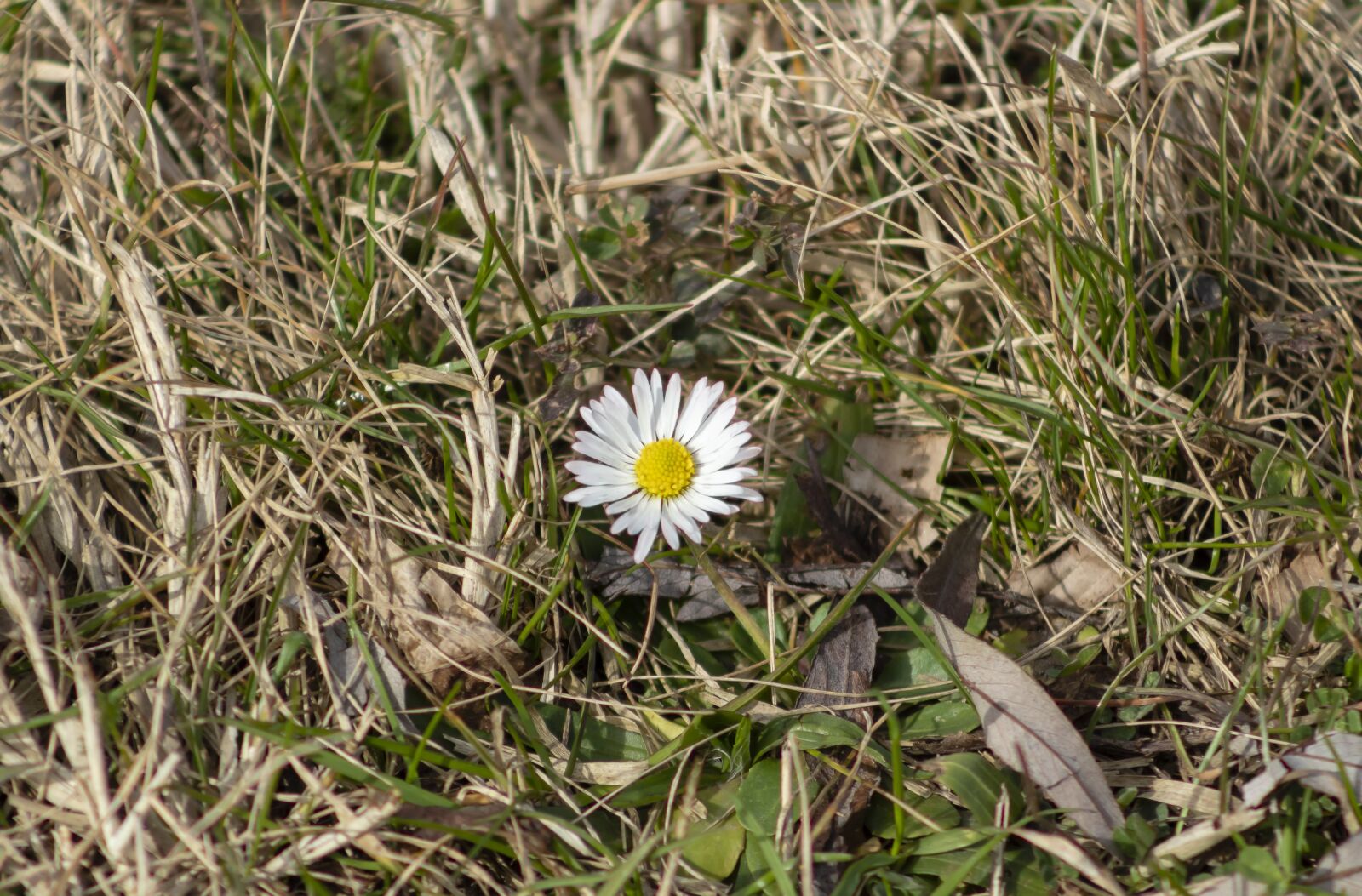 Canon EF75-300mm f/4-5.6 sample photo. Meadow flower, flower, flowers photography