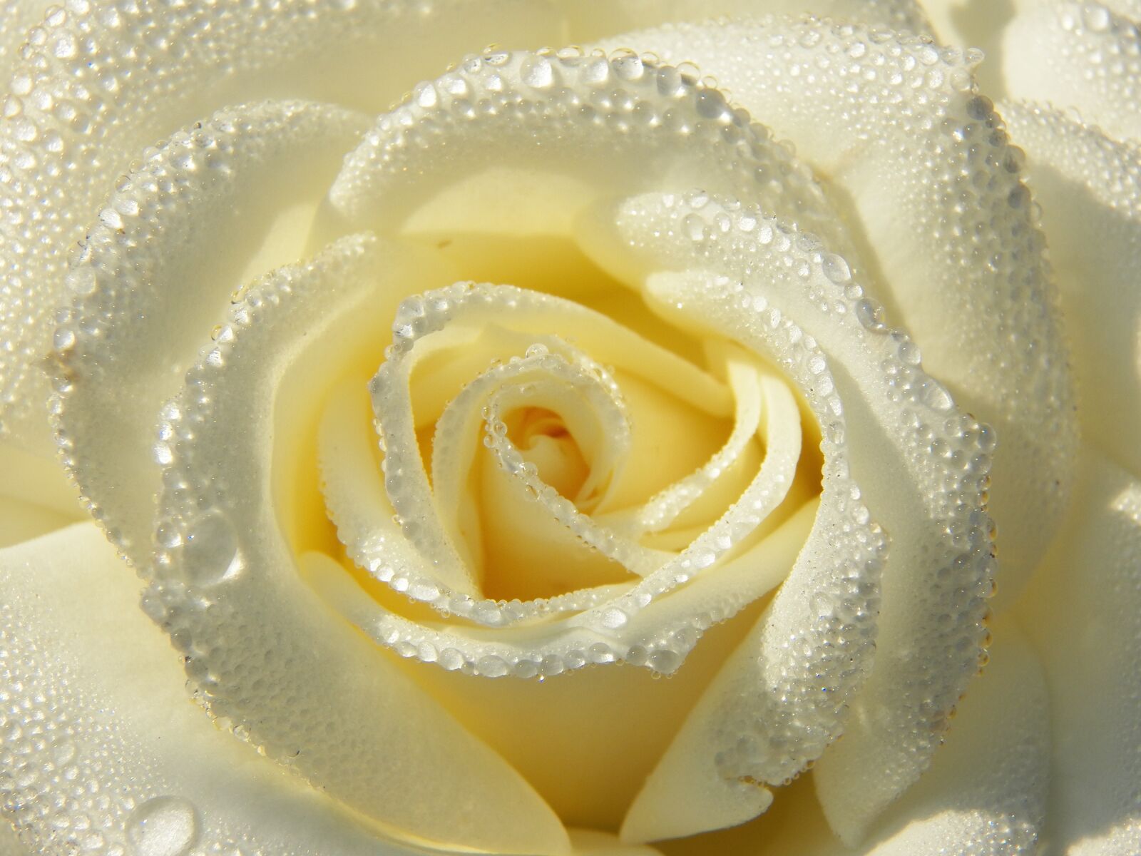 Kodak EasyShare Z990 (EasyShare Max) sample photo. White, rose, from nature photography