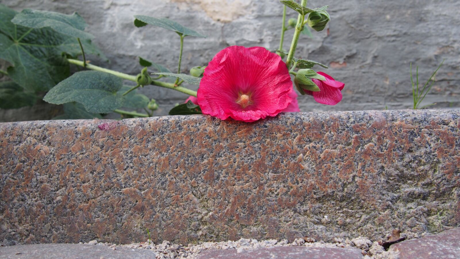 Olympus PEN E-PL6 sample photo. Flower, road, sidewalk photography