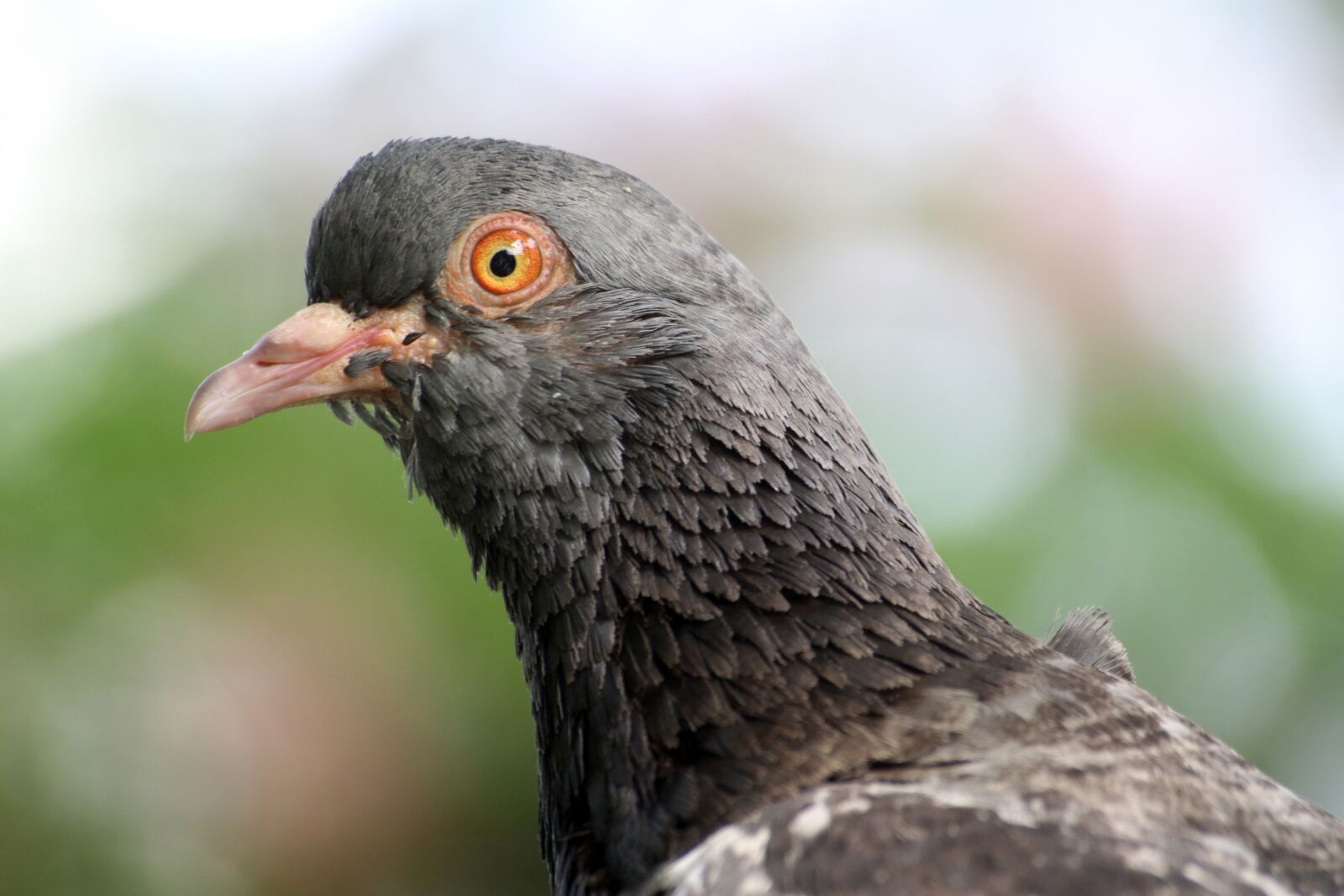 Canon EOS 50D sample photo. Pigeon, dove, new photography