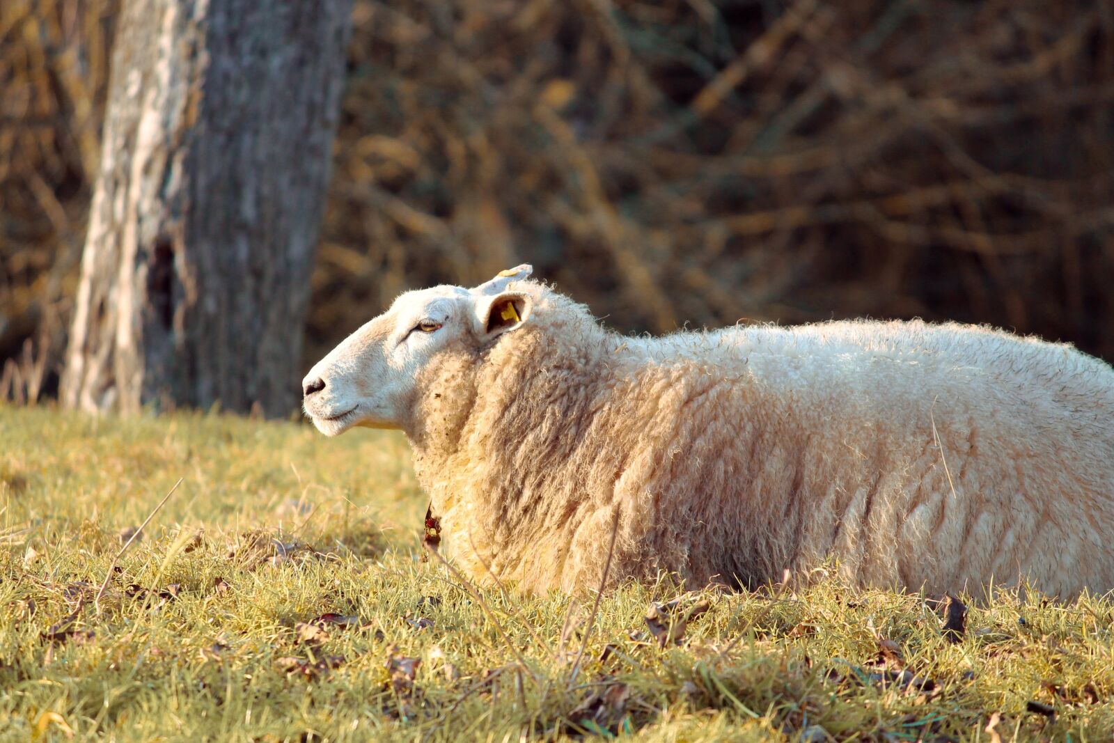 Canon EOS 1100D (EOS Rebel T3 / EOS Kiss X50) sample photo. Wool sheep, sheep, sch photography