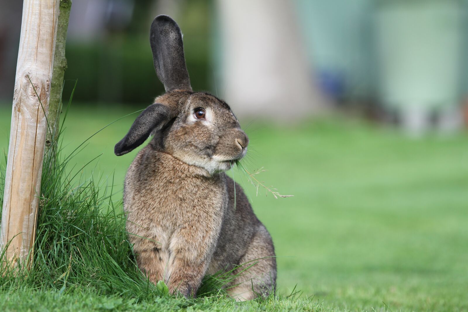 Canon EOS 7D sample photo. Hare, rabbit, easter photography