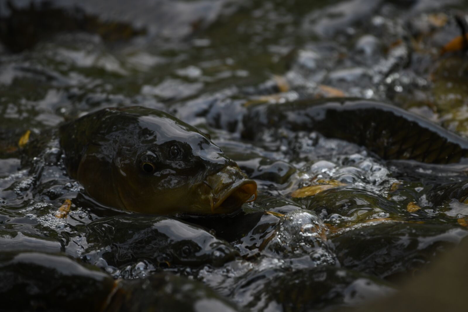 Nikon D850 sample photo. Fish, water, carp photography