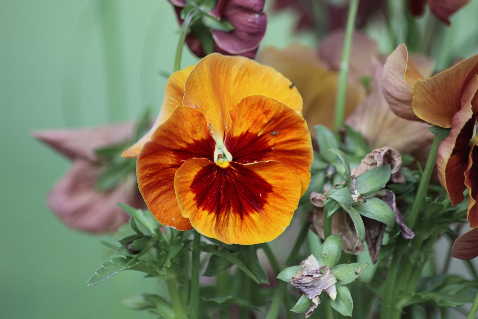 Canon EOS 600D (Rebel EOS T3i / EOS Kiss X5) sample photo. Pansy, nature, flower photography