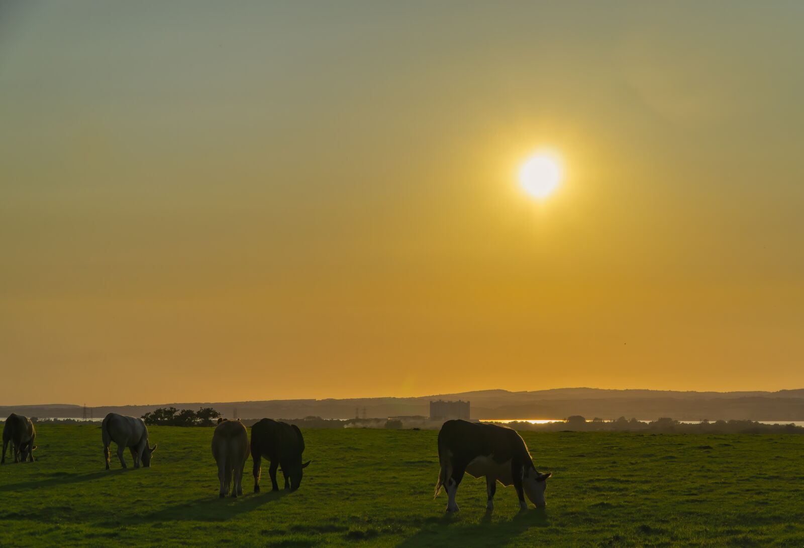 Sony a6000 + Sony E PZ 18-105mm F4 G OSS sample photo. Summer, cows, nature photography