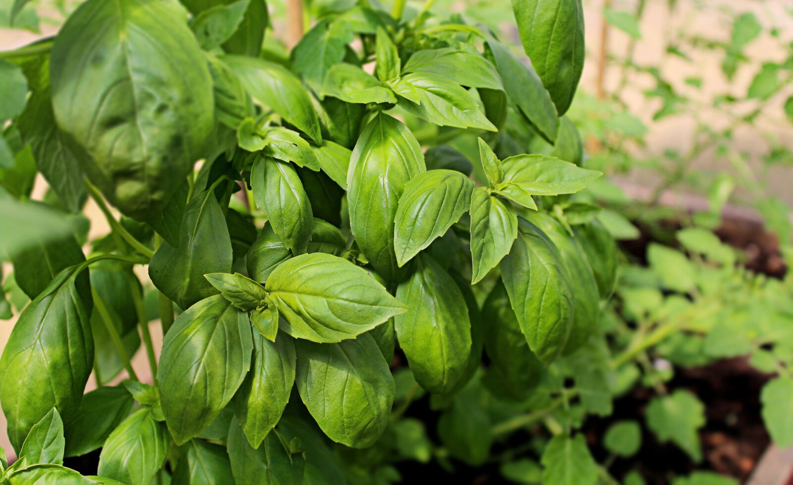 Canon EOS 1200D (EOS Rebel T5 / EOS Kiss X70 / EOS Hi) sample photo. Basil, greenhouse, nursery photography