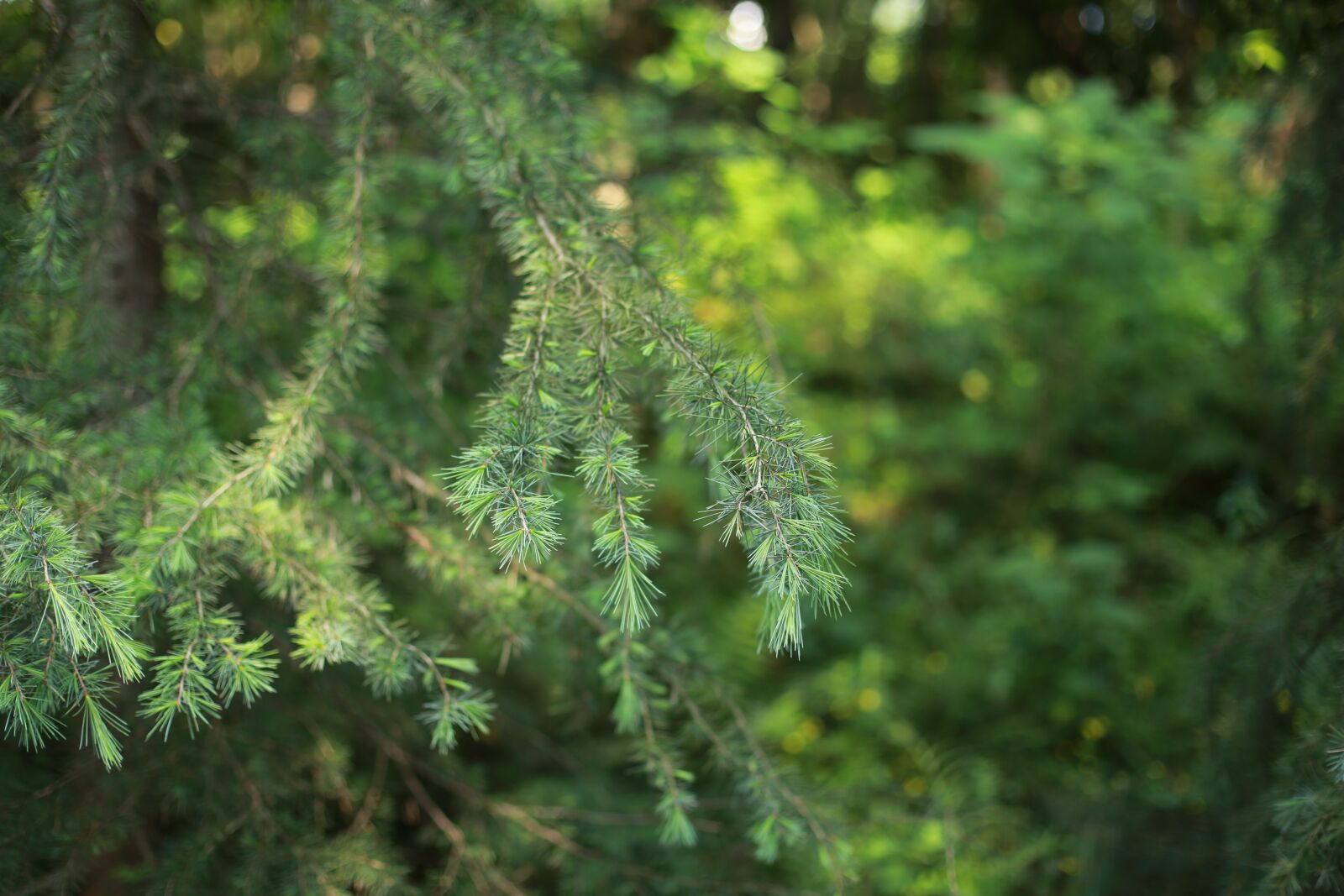 Canon EOS 6D + Canon EF 50mm F1.4 USM sample photo. The scenery, pine tree photography