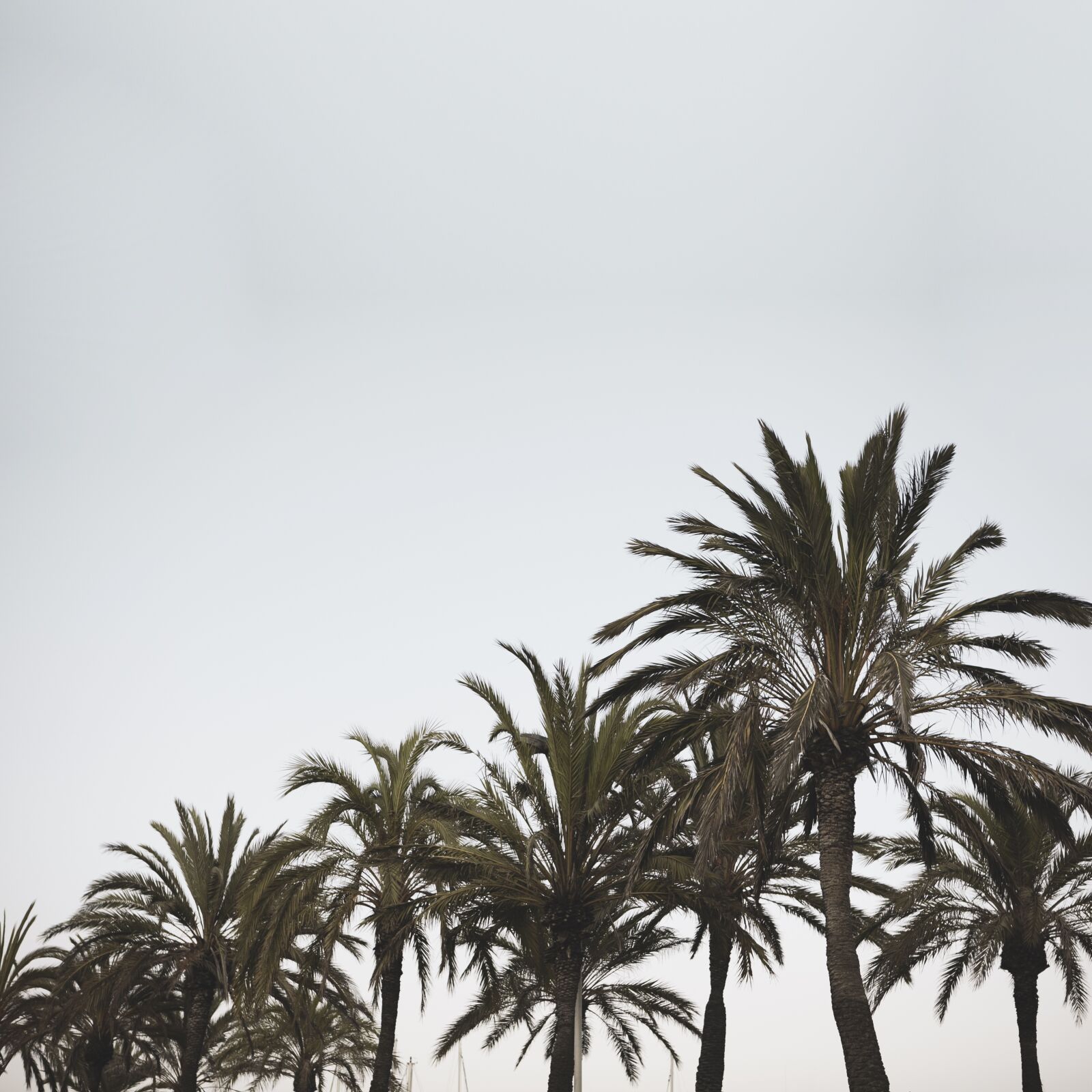 Canon EOS 5D Mark II sample photo. Palms, sky, tropical photography